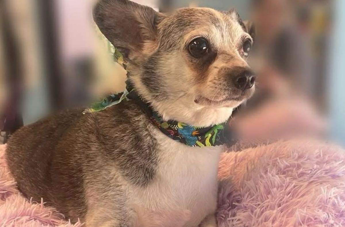 Peppermint Pet Canton