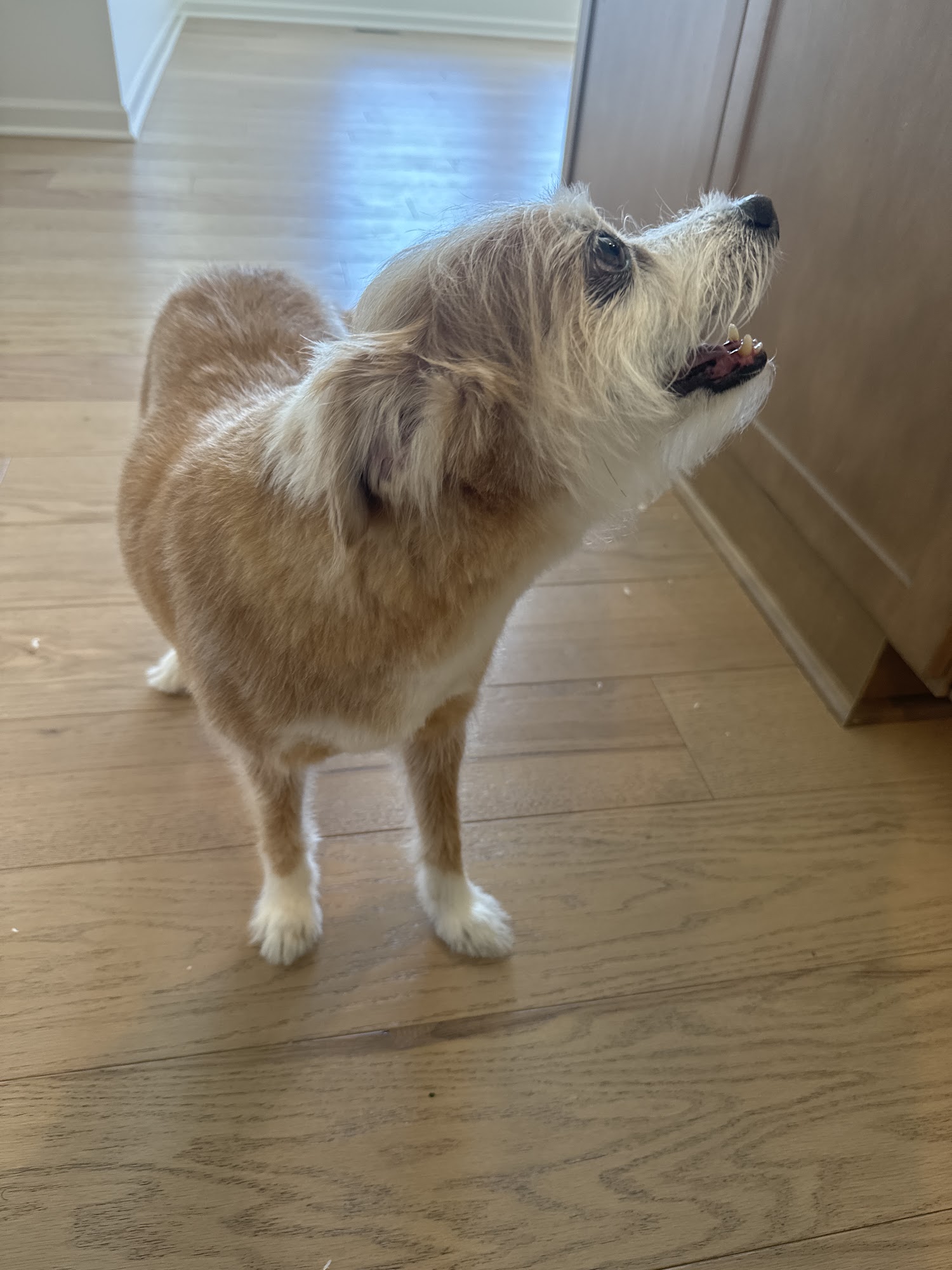 Uptown Poochie Parlor Canton