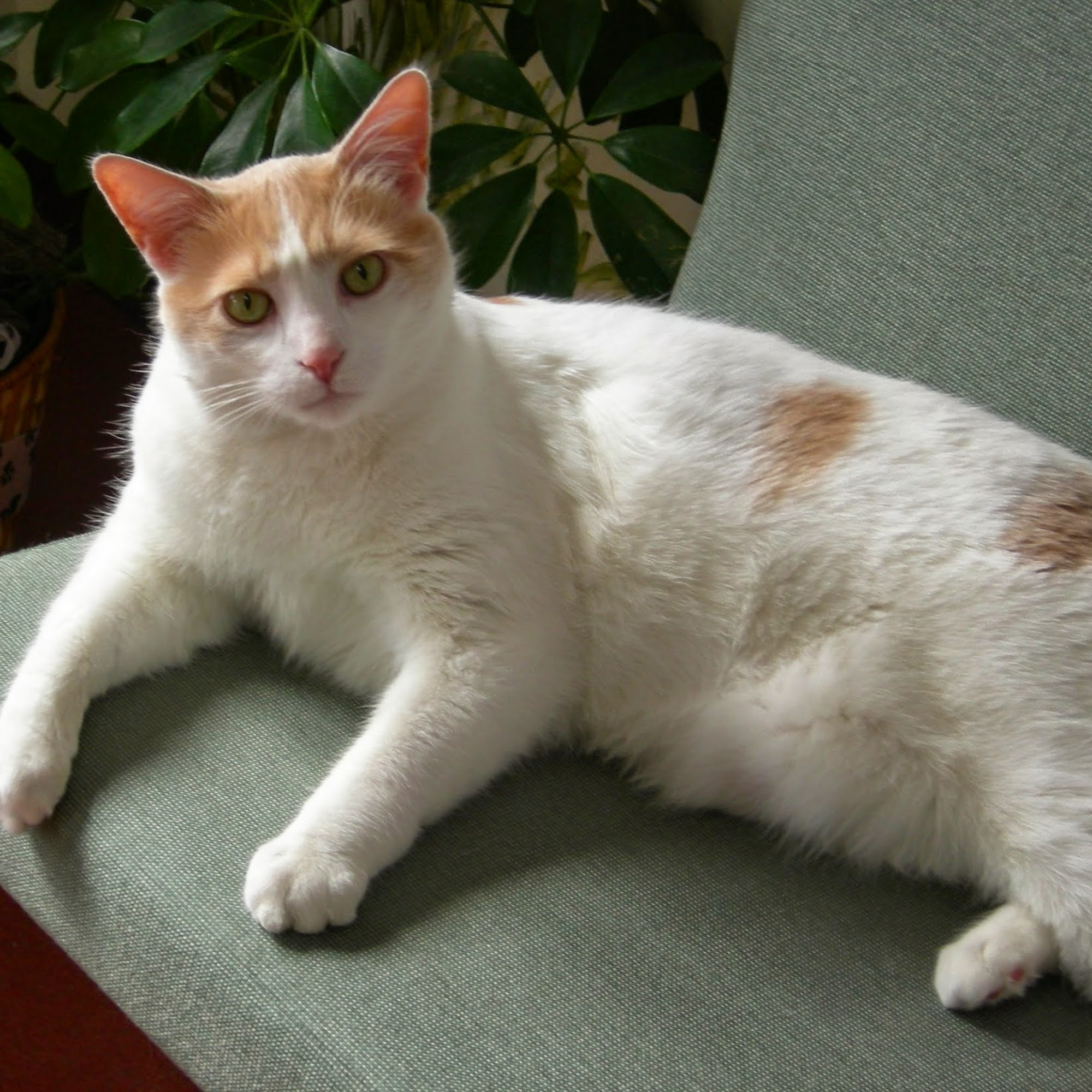 Caseville Small Animal Clinic Caseville