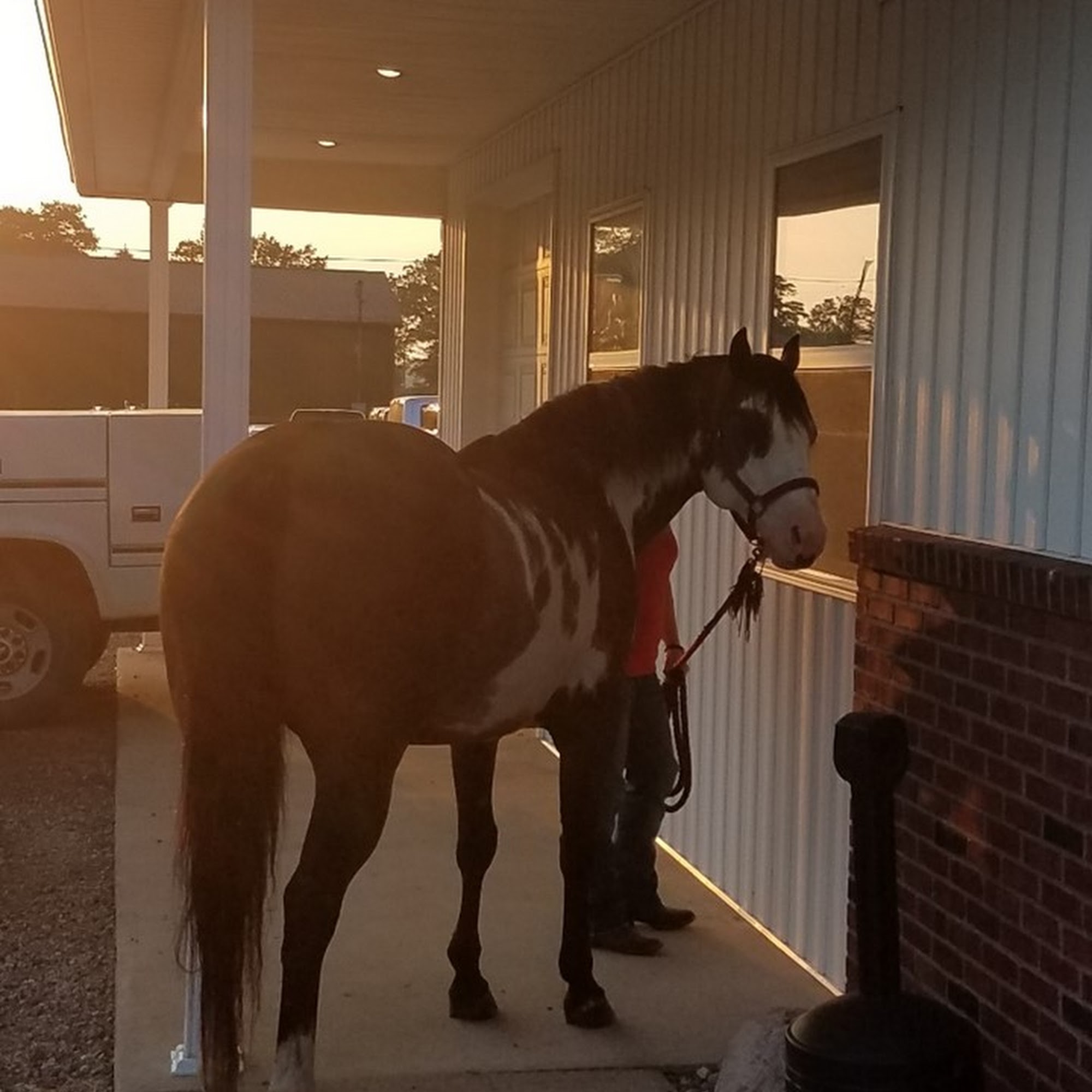 Countryside Veterinary Service, P.C. Cement City