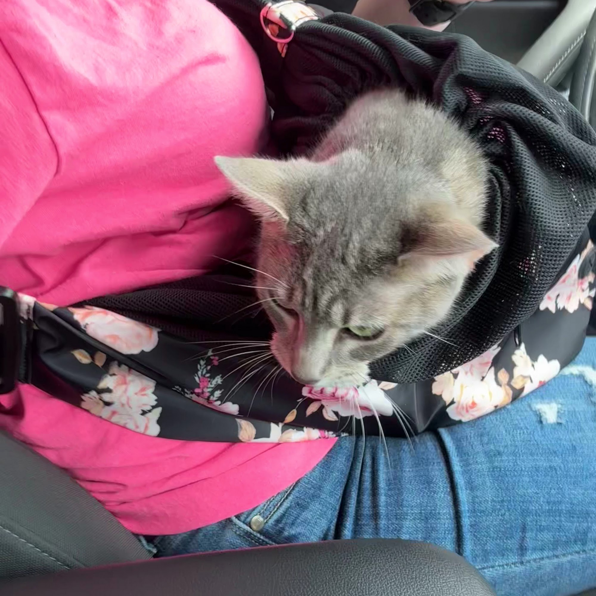 Center Line Veterinary Hospital Center Line