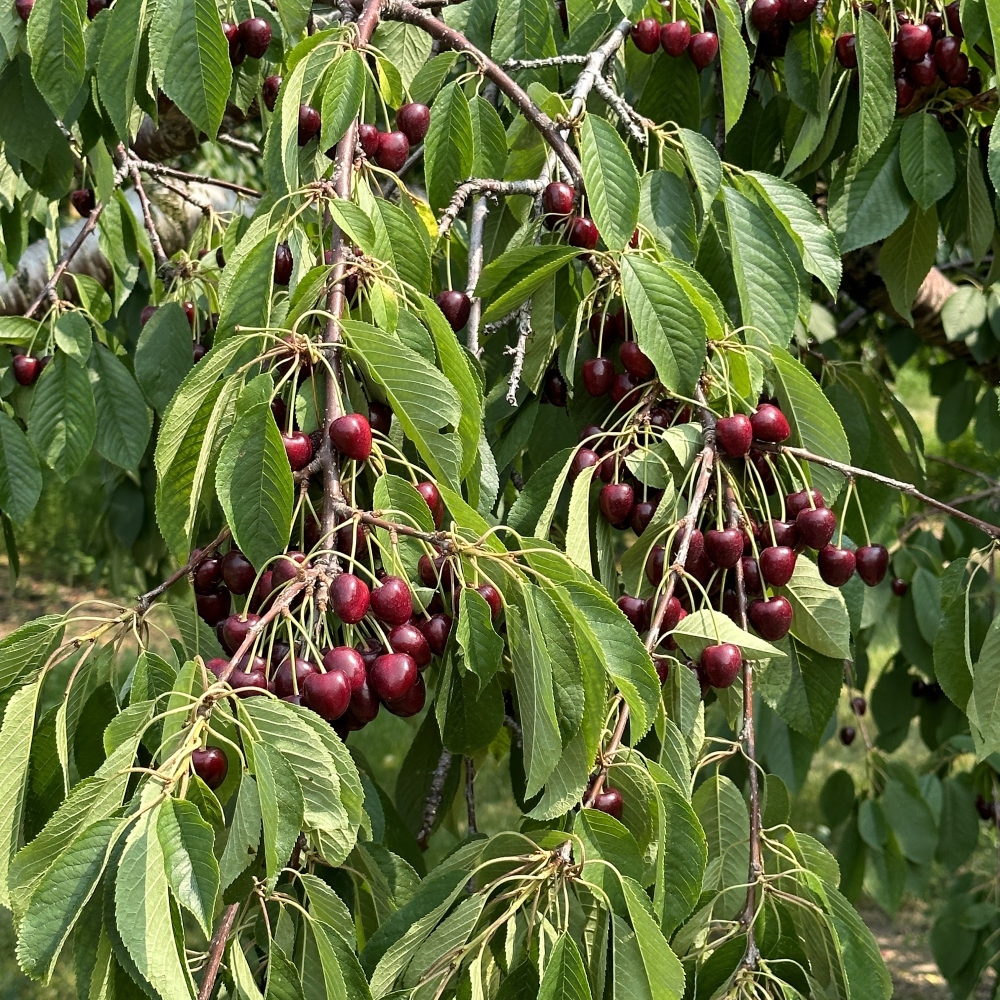 King Orchards Central Lake