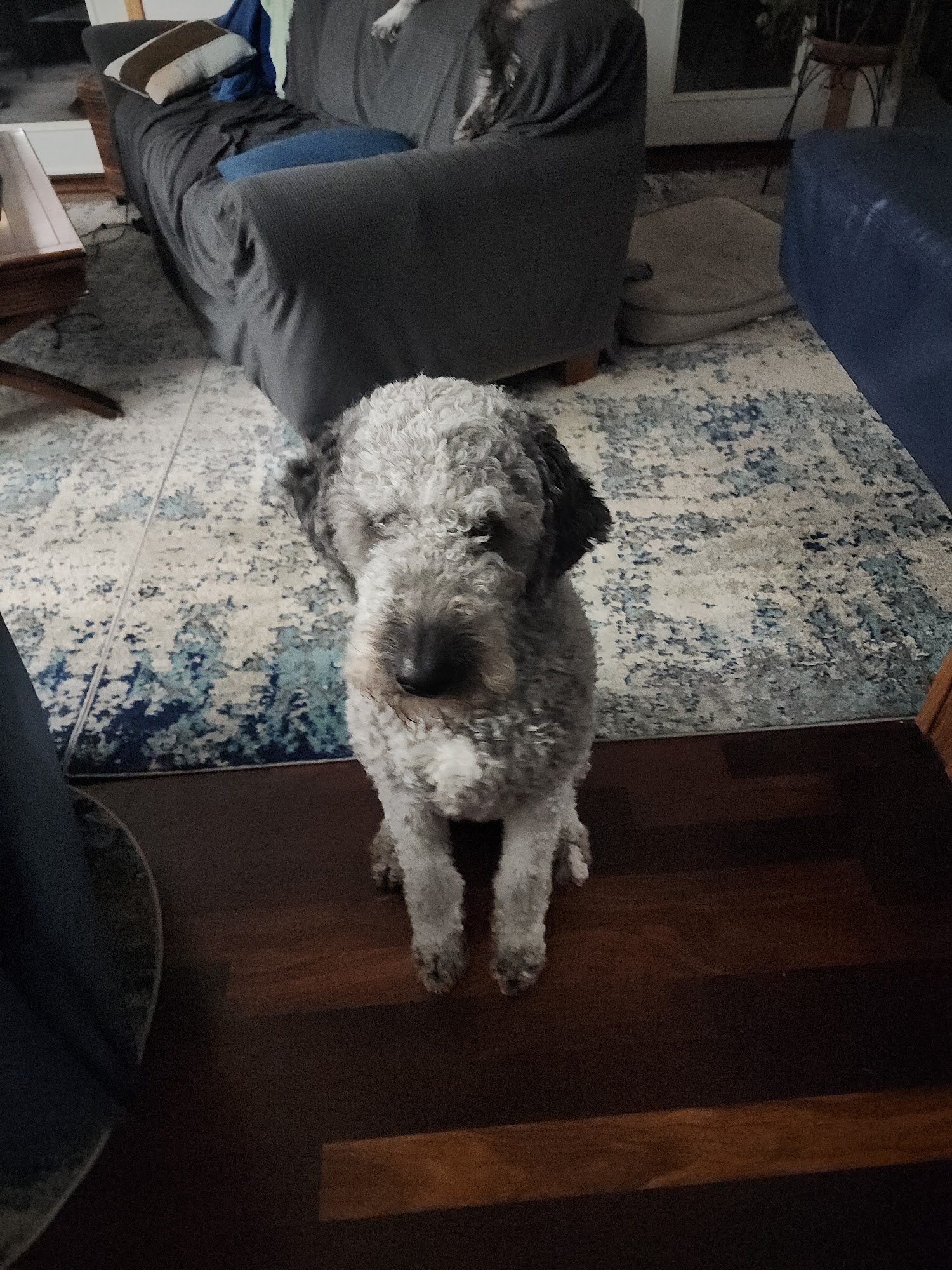 Bayshore Animal Hospital Charlevoix