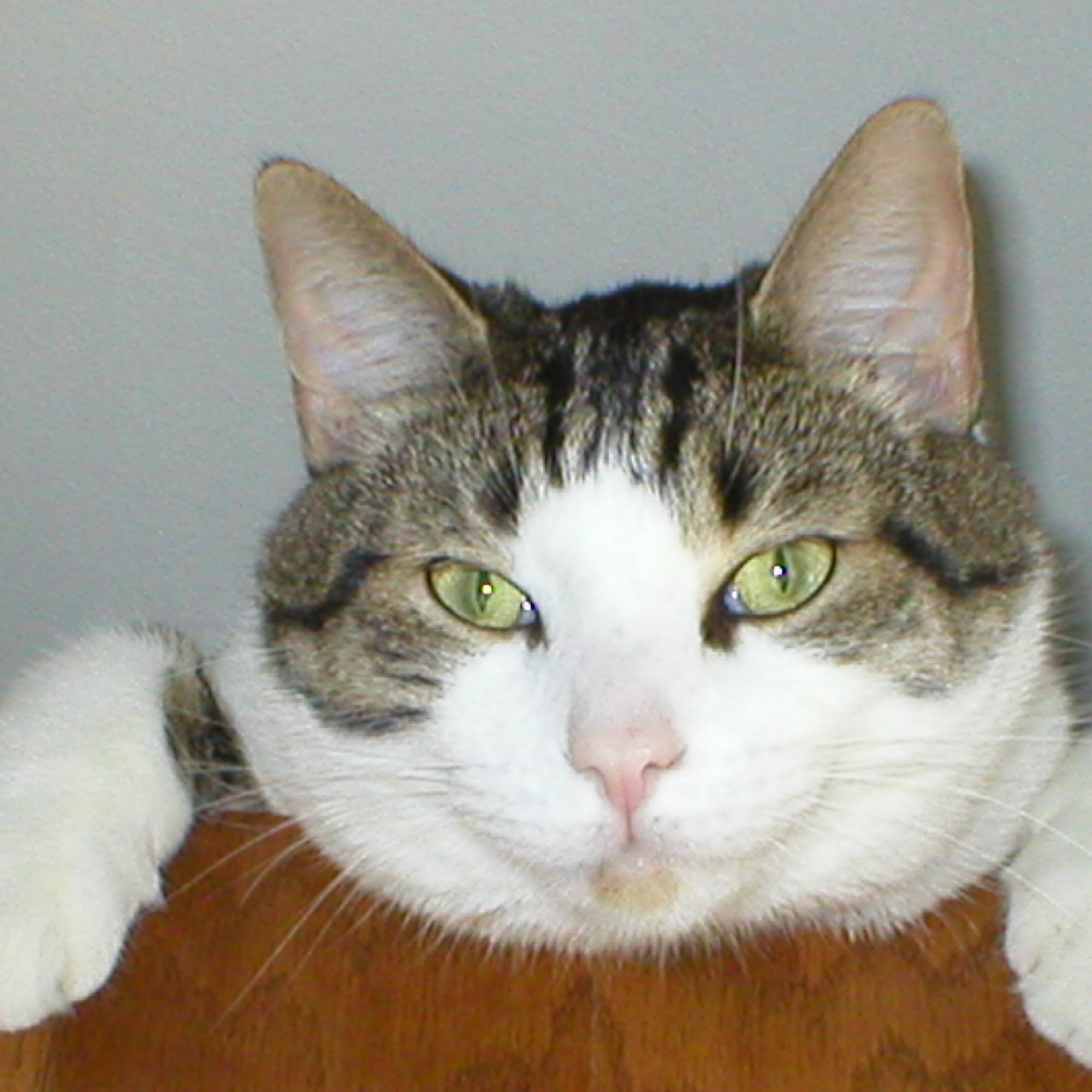 Apple Grove Veterinary Care Charlotte