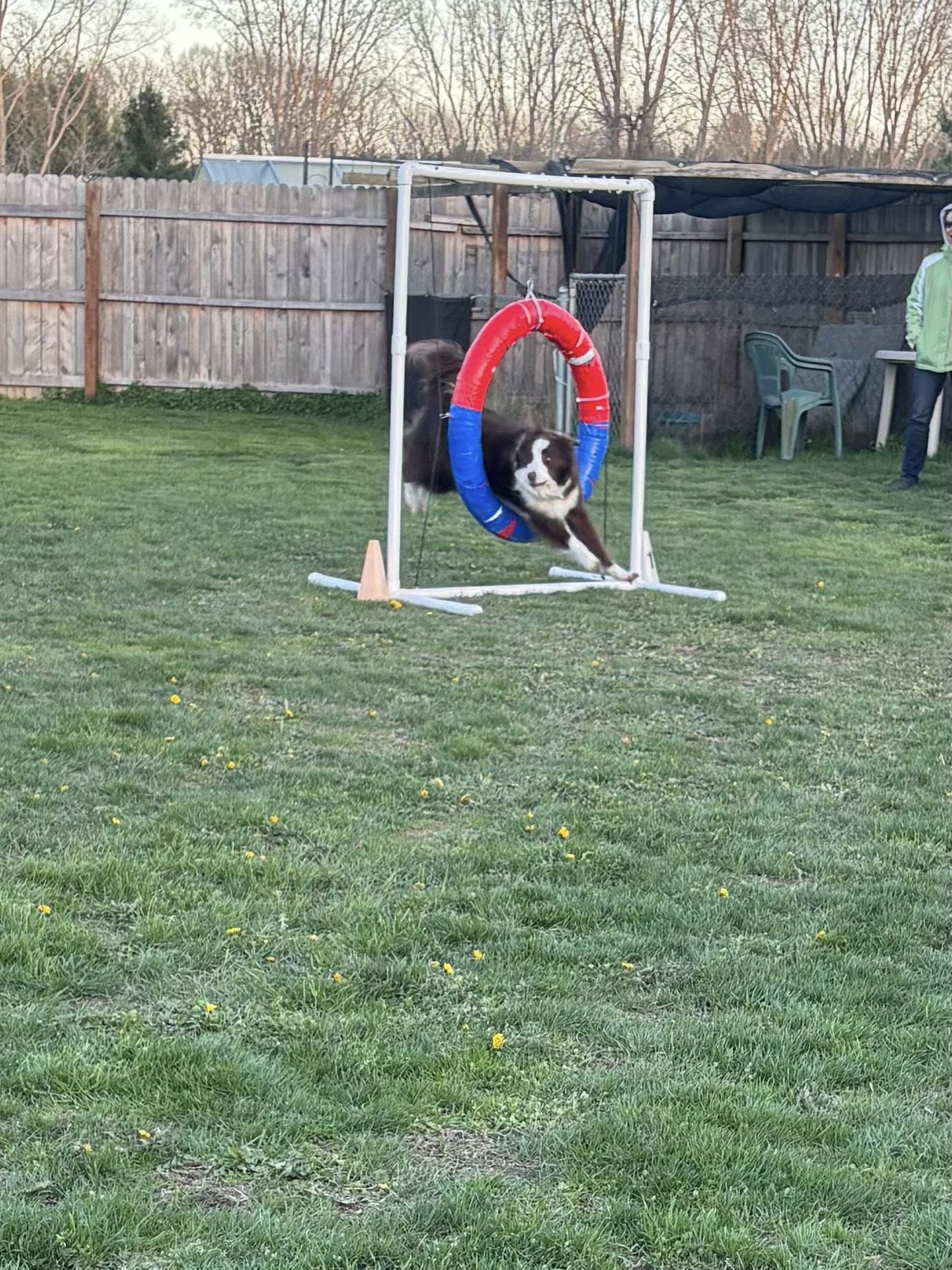 K-9 Connection Dog Training Charlotte