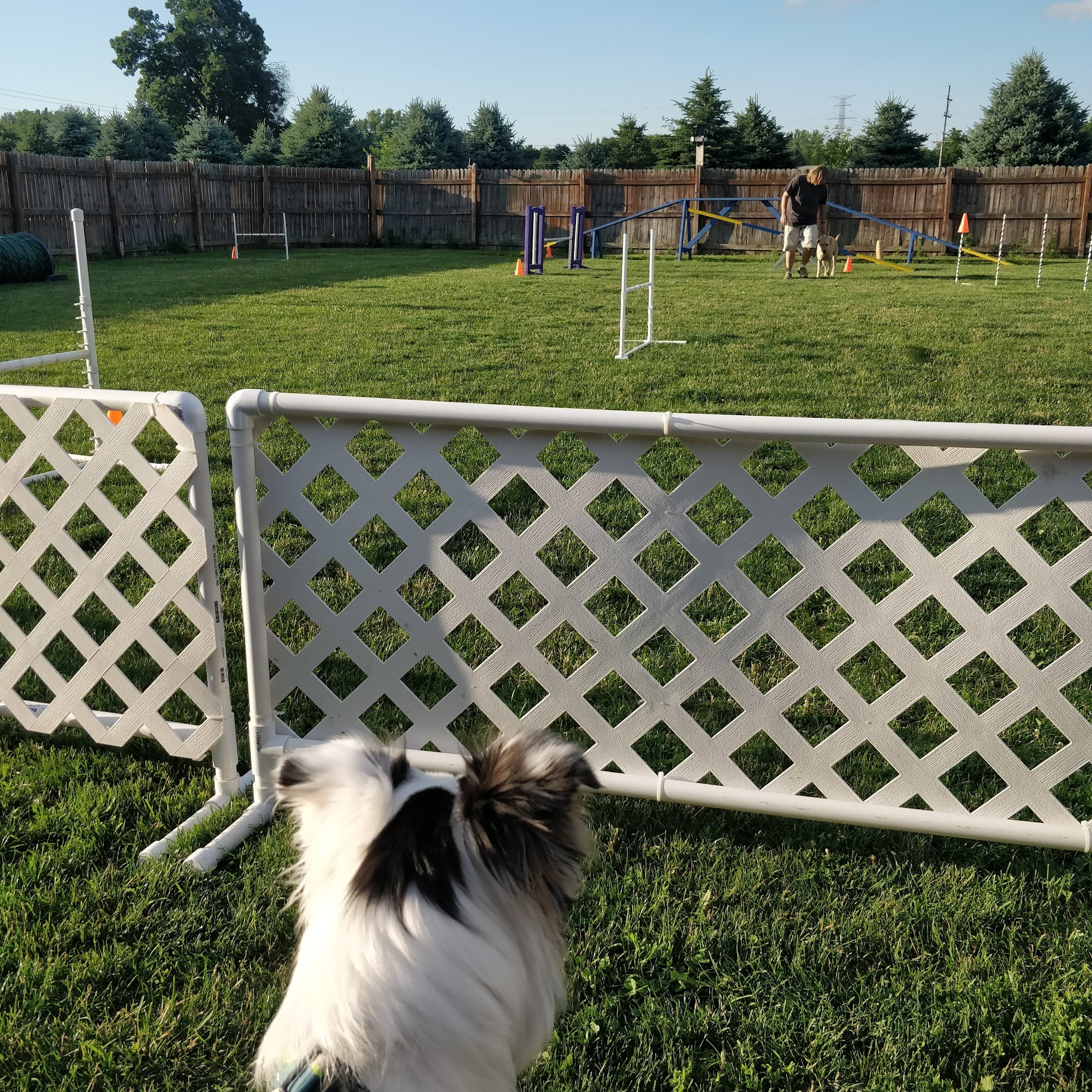 K-9 Connection Dog Training Charlotte