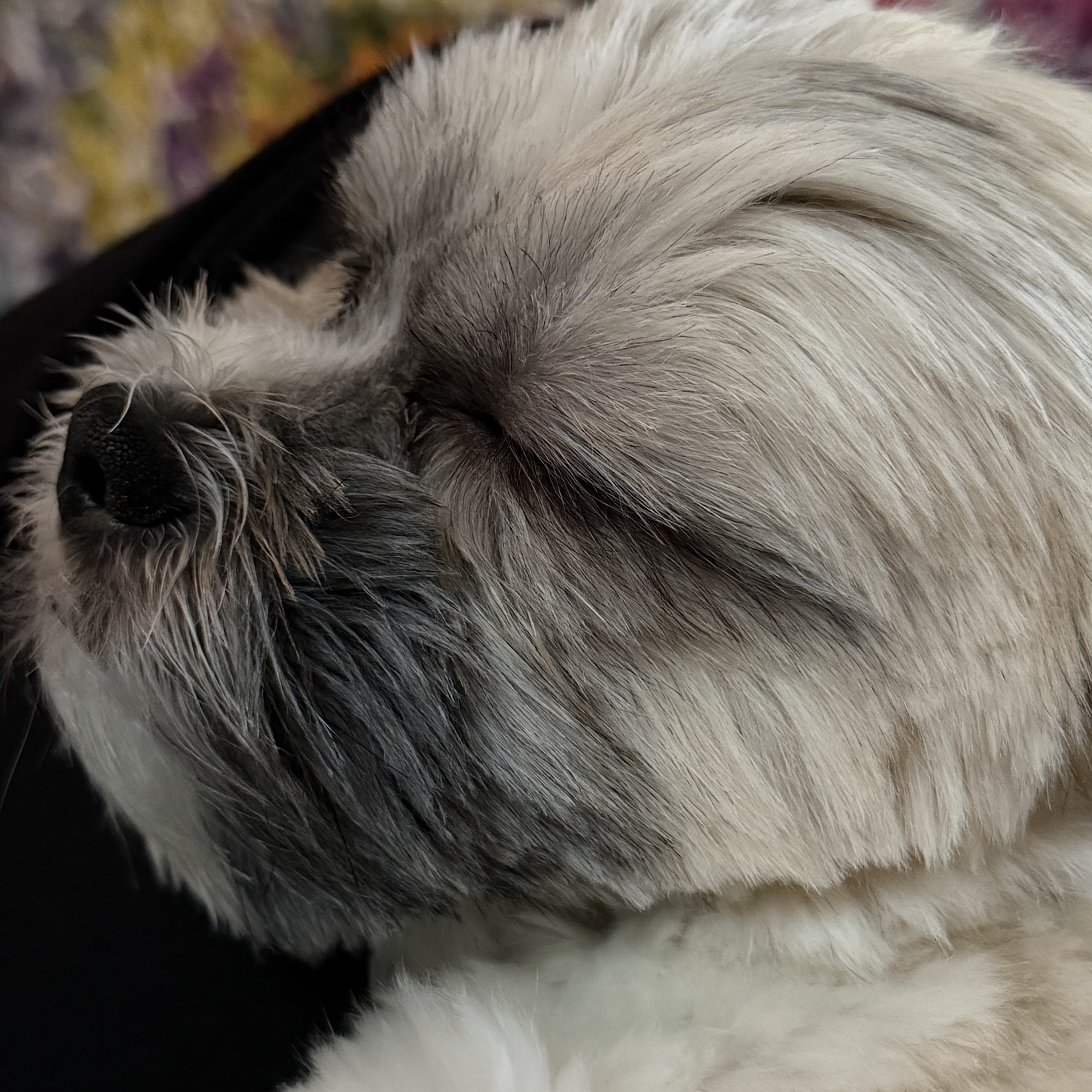 Animal Medical Clinic Cheboygan