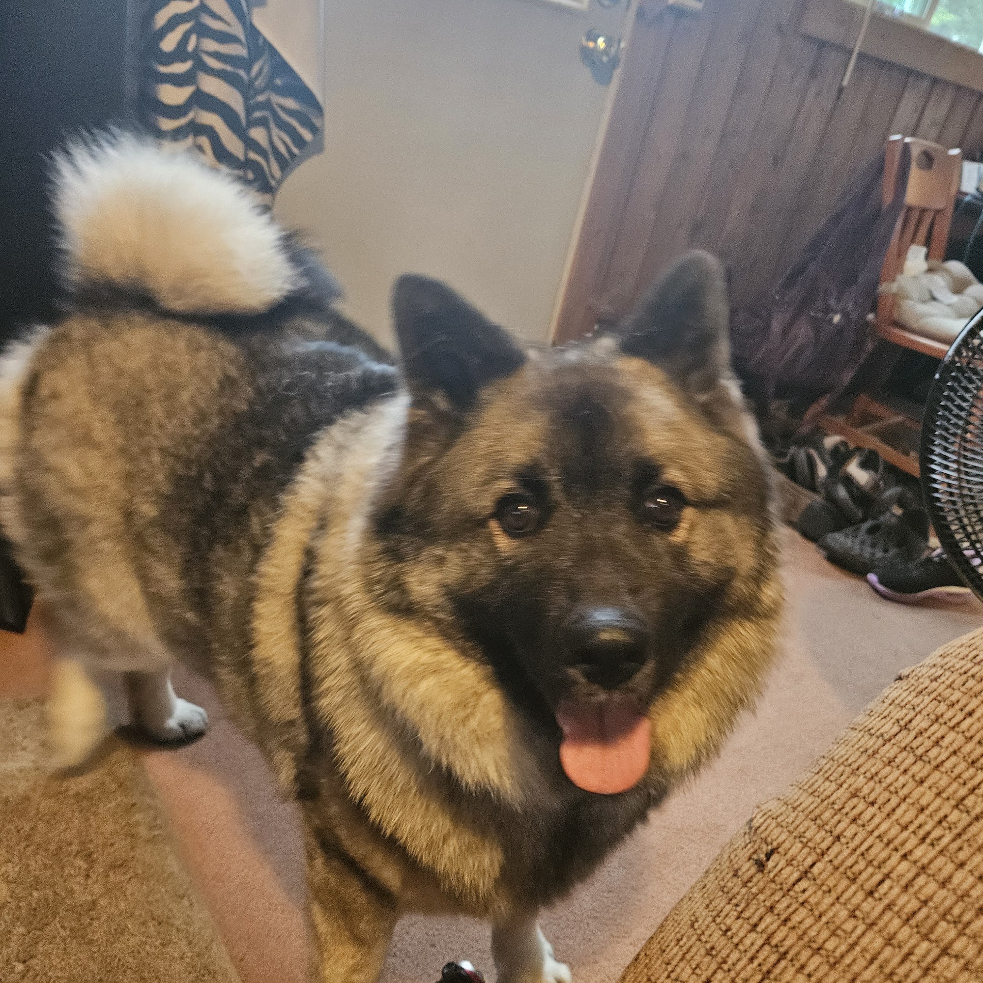 North Straits Animal Clinic Cheboygan