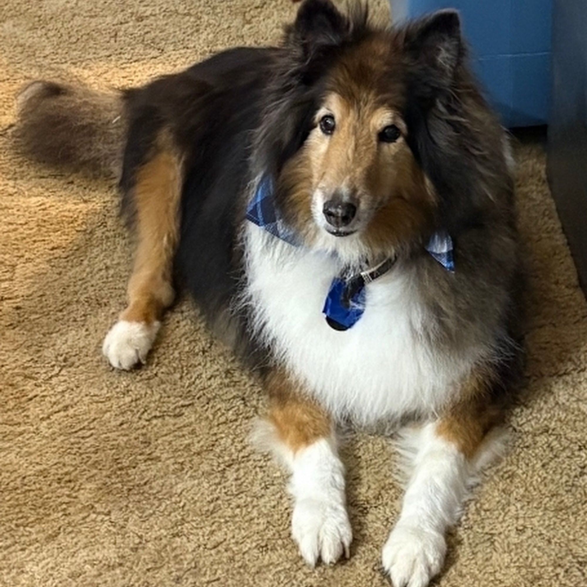 Animal Health Care of Chesaning Chesaning