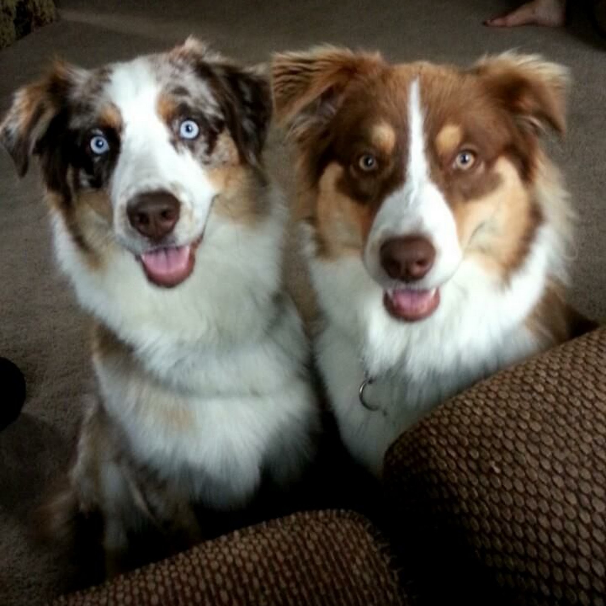 Snyder Veterinary Clinic Chesterfield