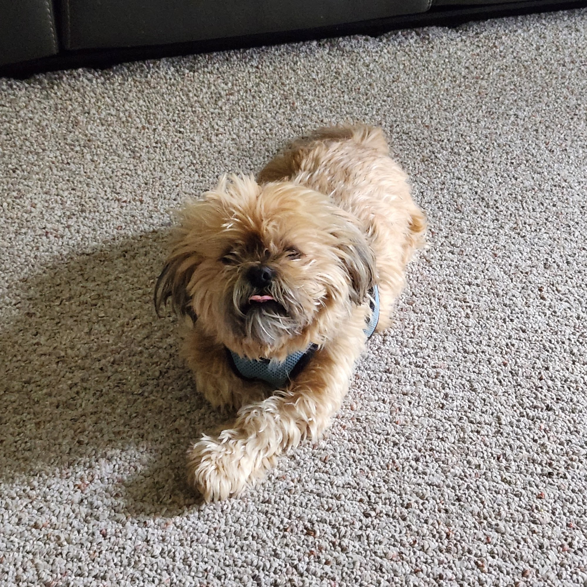 Tree Lodge Pet Resort Chesterfield