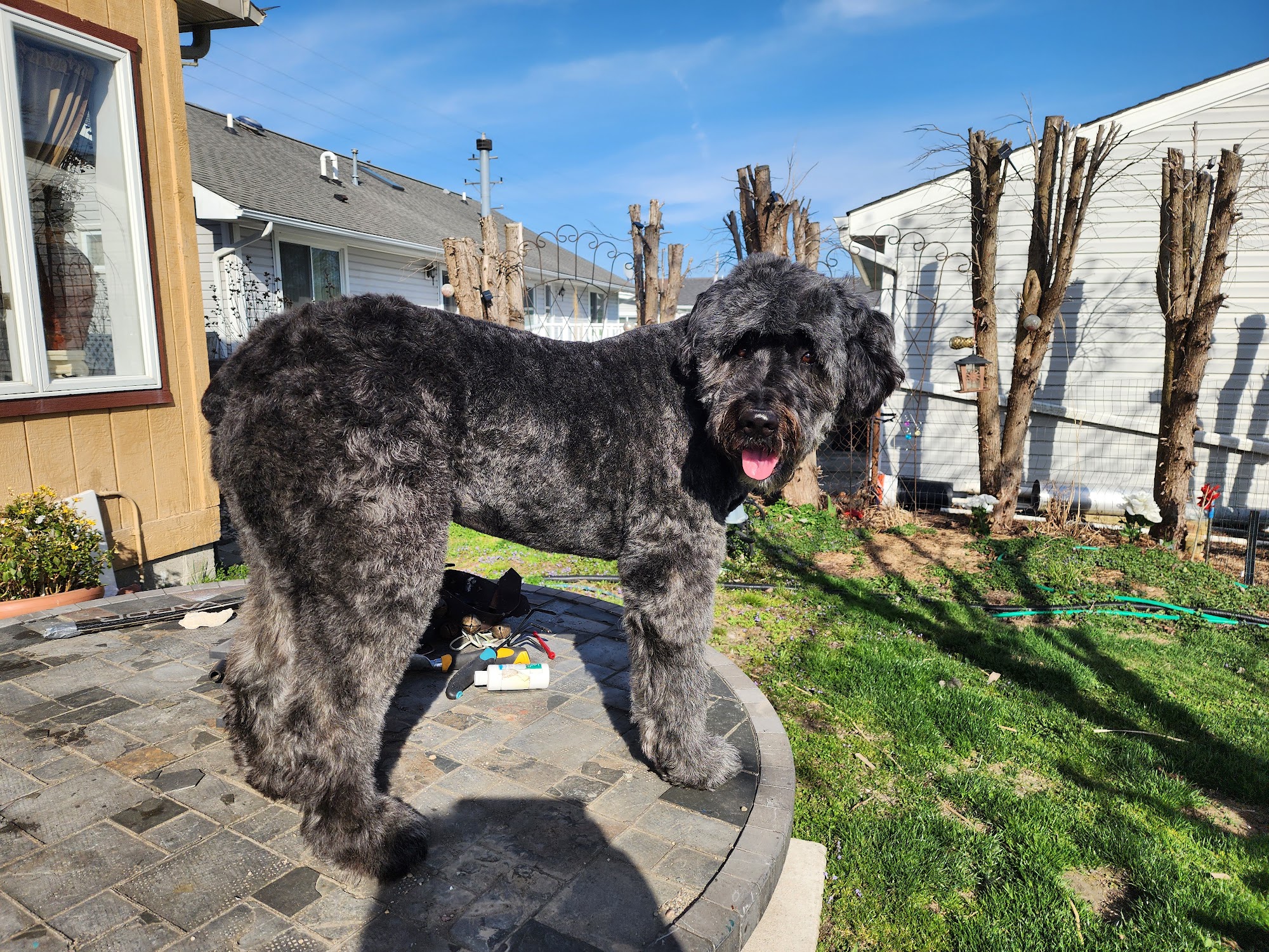 Smooch Yer Pooch China