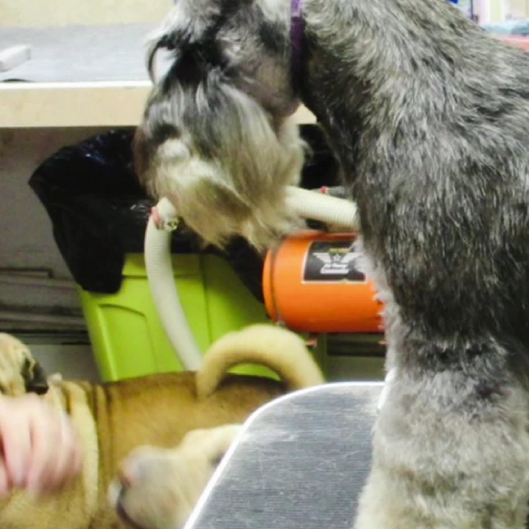 Blackwitch Farms China