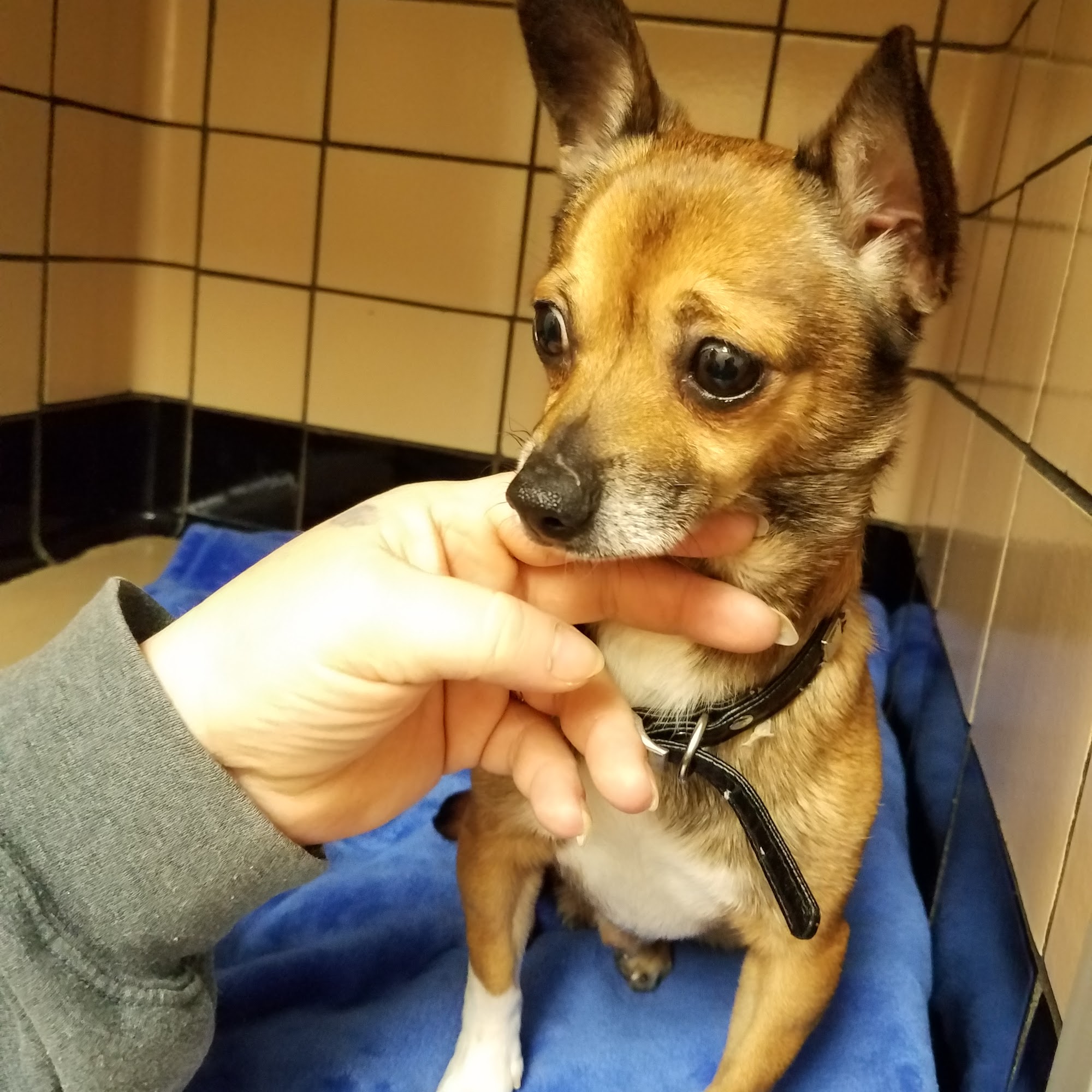 Clare Animal Hospital Clare