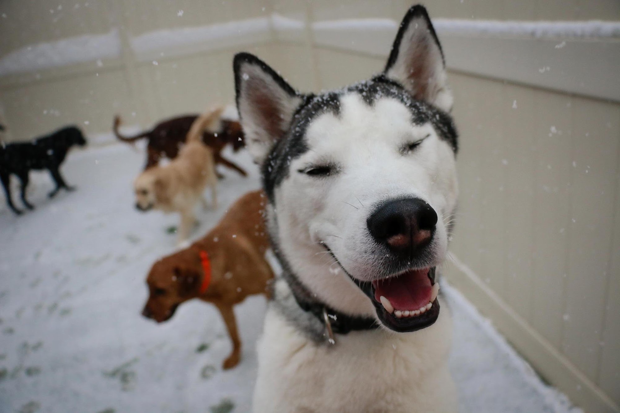 Camp Bow Wow Clarkston