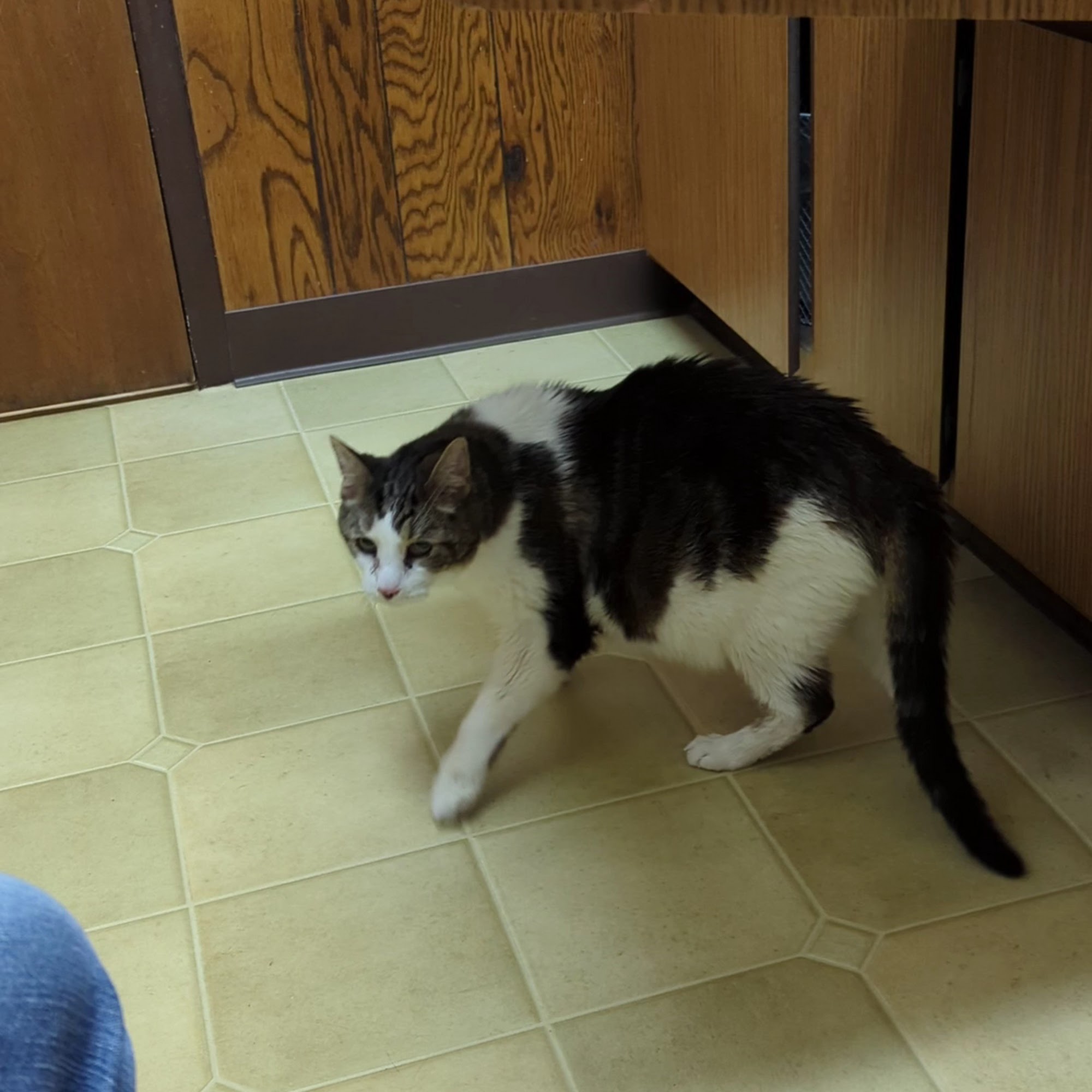 Springfield Veterinary Clinic Clarkston