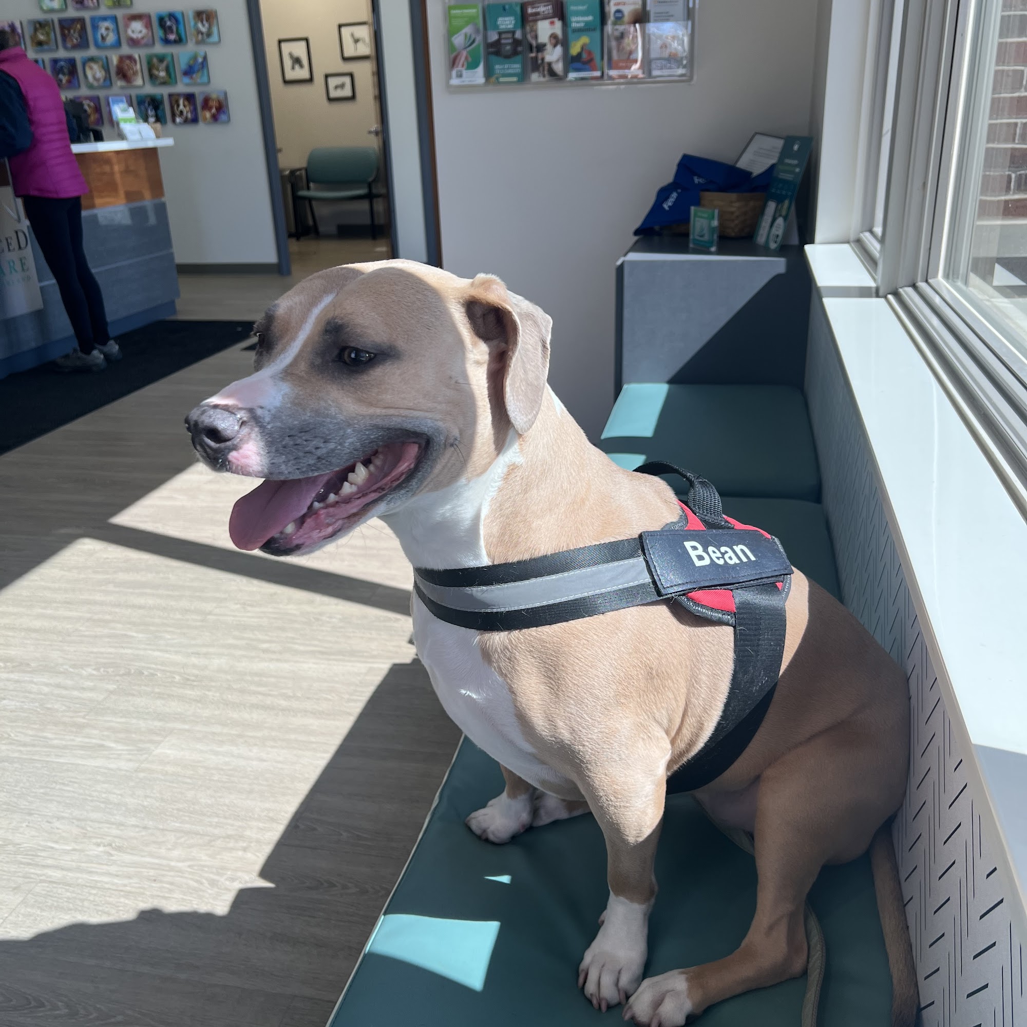 Advanced Pet Care of Oakland Clarkston