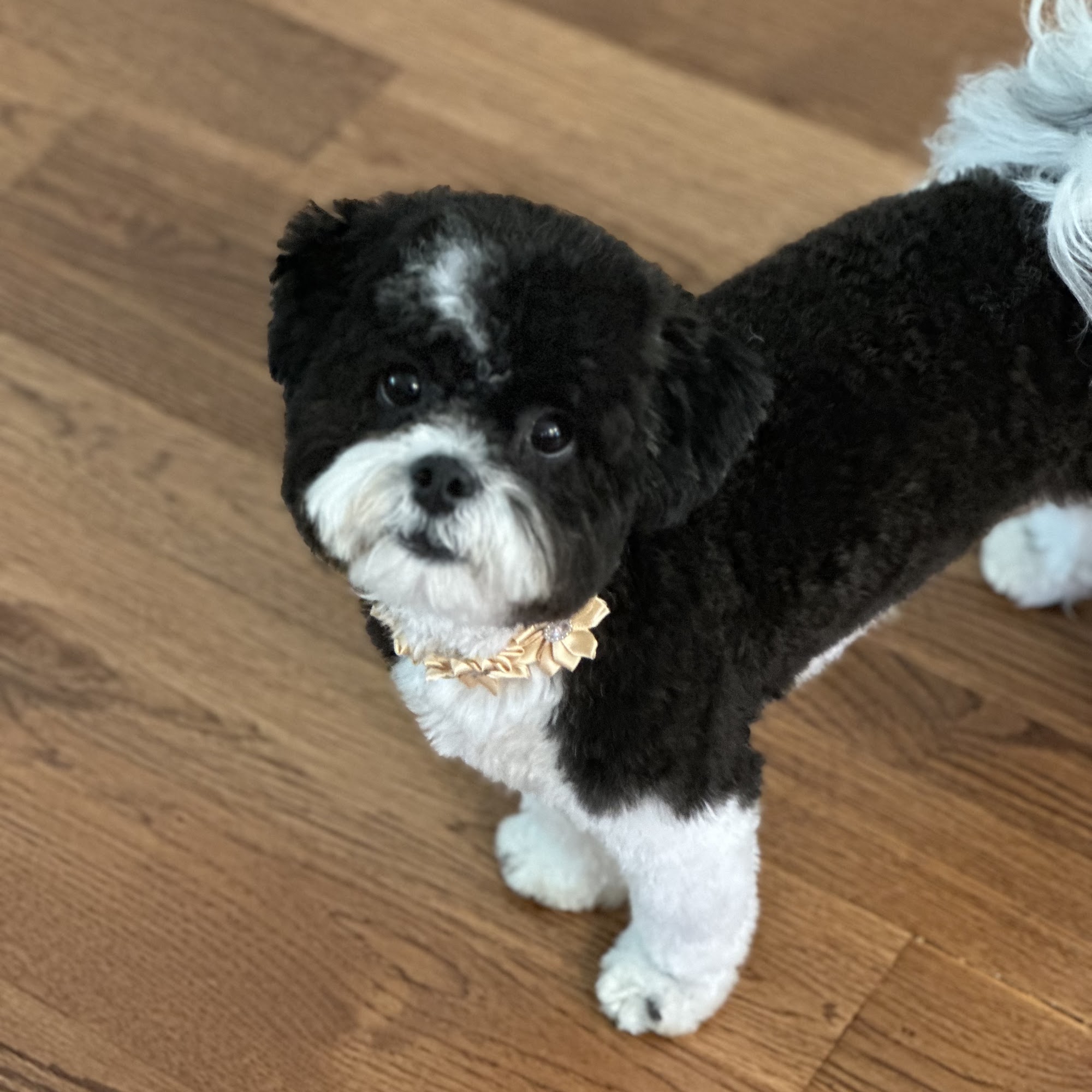 Clawson Paws Pet Grooming LLC Clawson