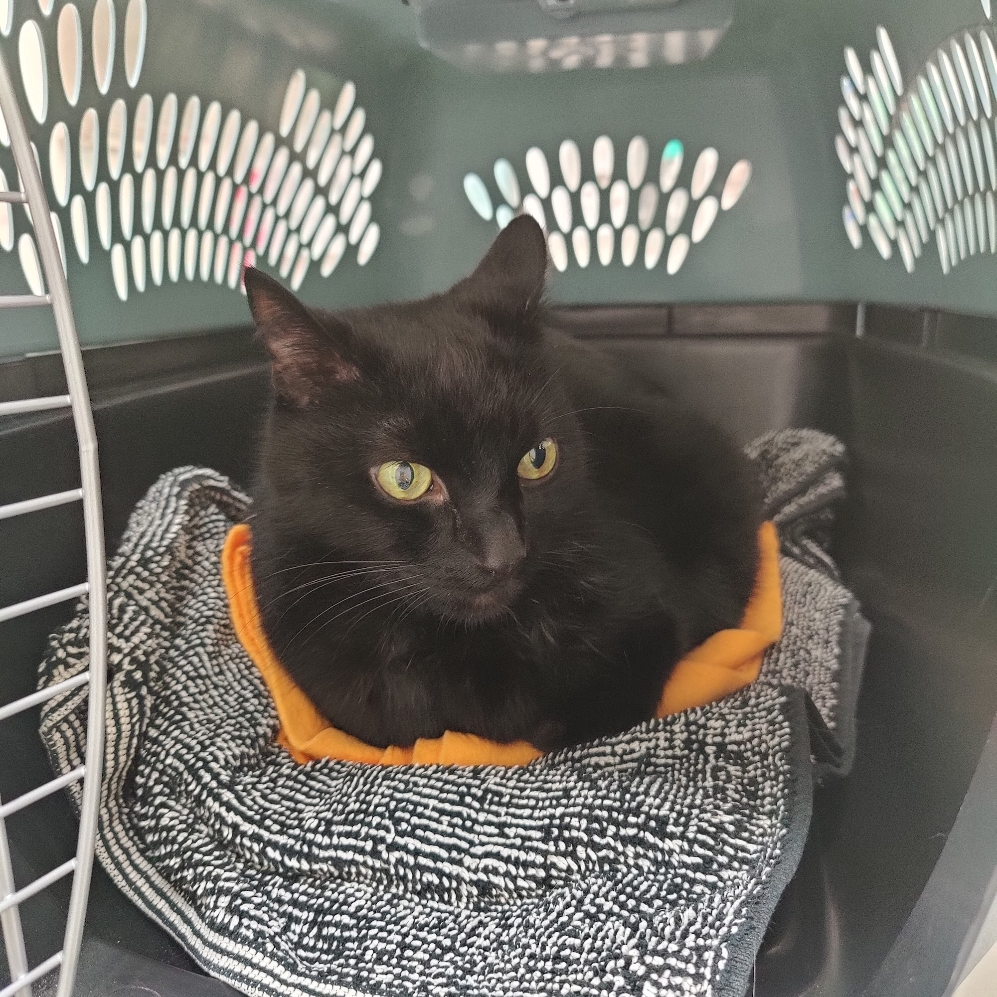 The Kitty Clinic Clinton