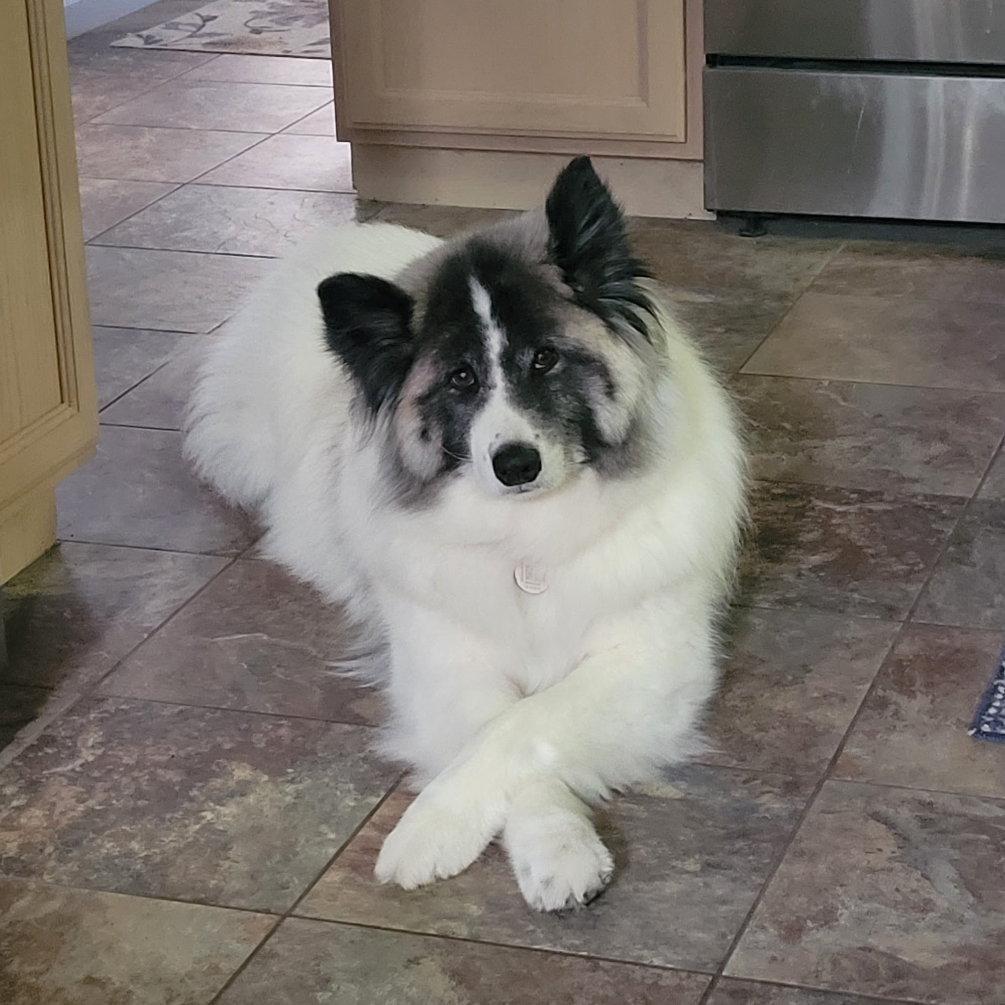 Cats Veterinary Clinton