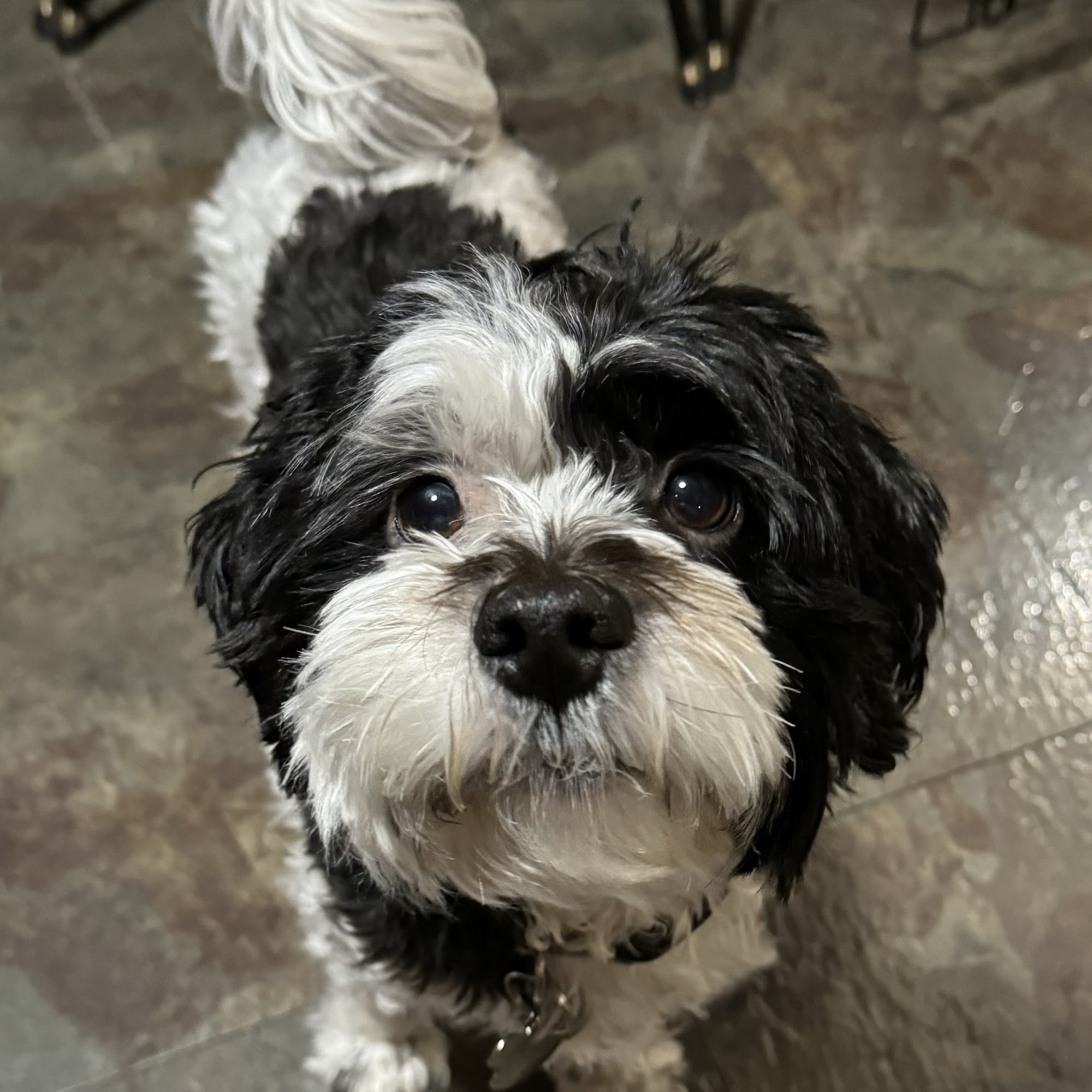 Patterson Veterinary Hospital Clinton