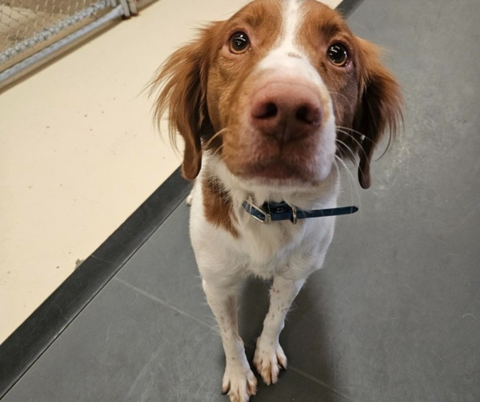 Best Friends Pet Hotel Clinton