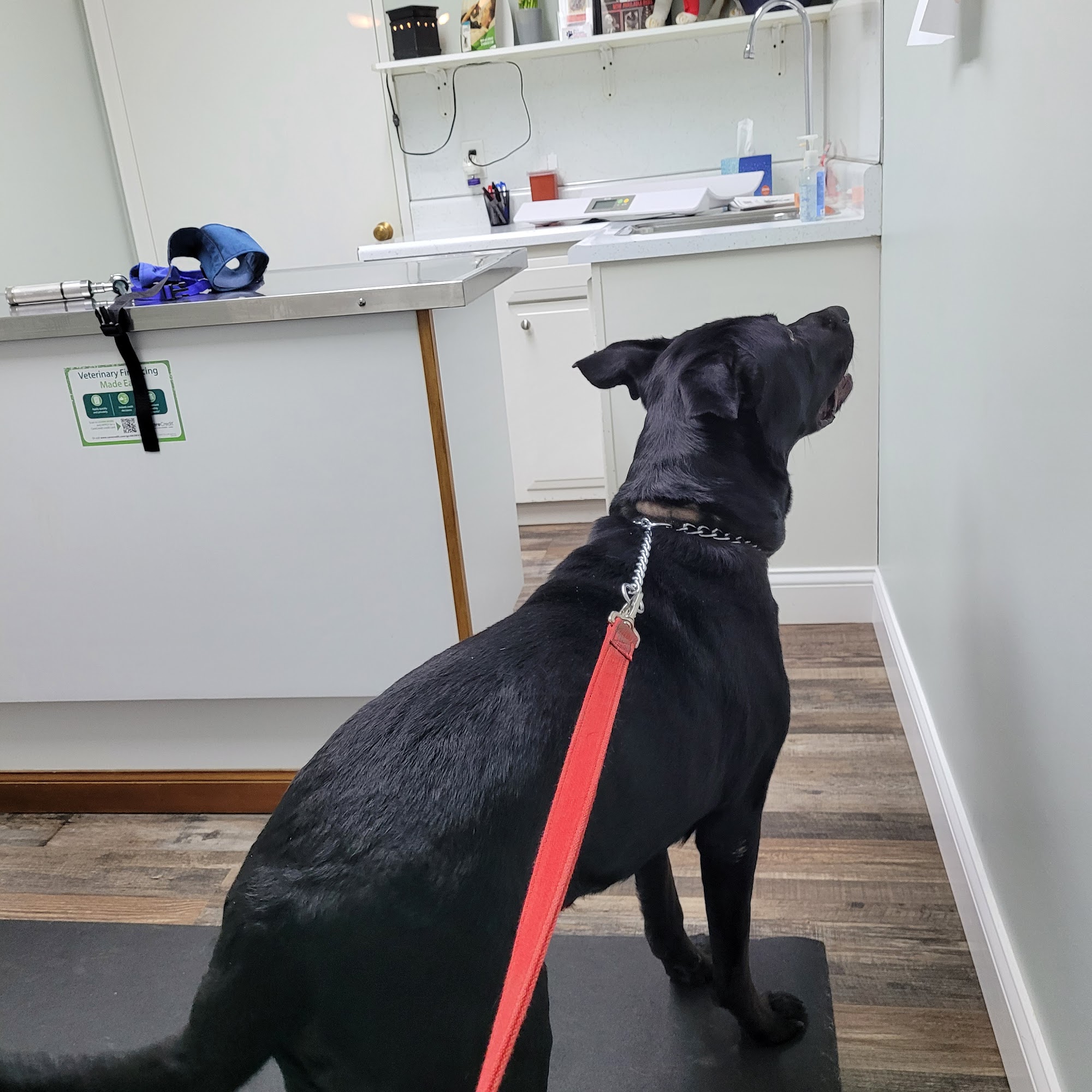 Fohey Veterinary Hospital Clio