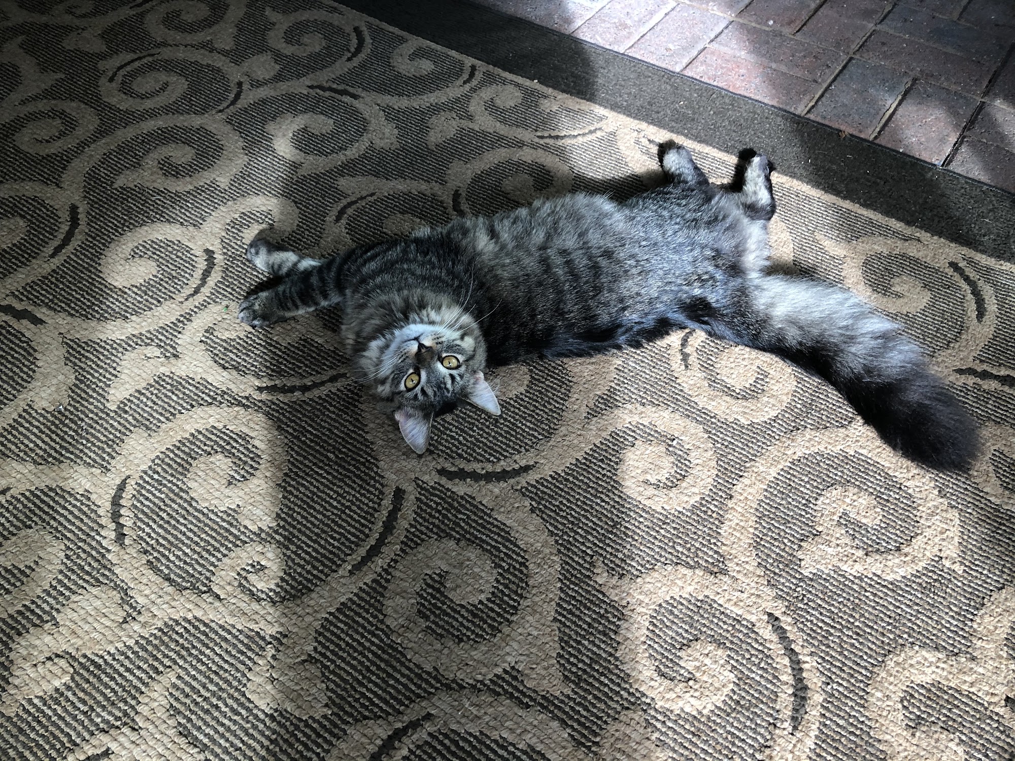 Clio Animal Hospital Clio