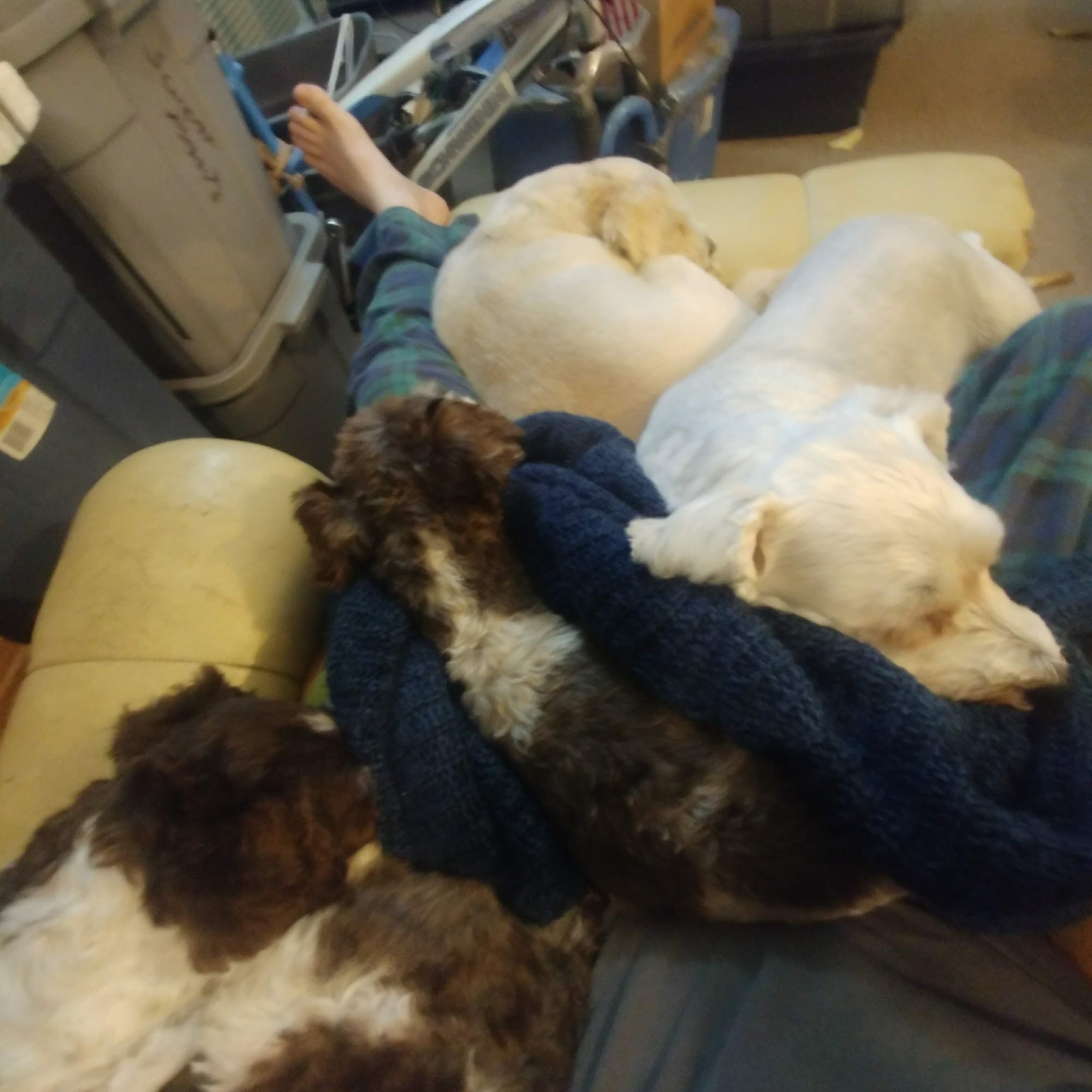 Clio Animal Hospital Clio