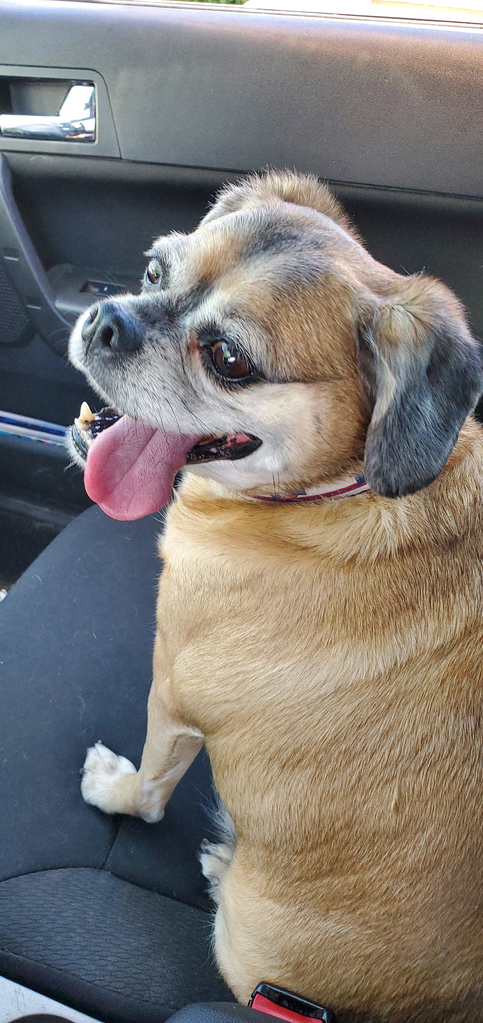 PetVet Vaccination Clinic Clio