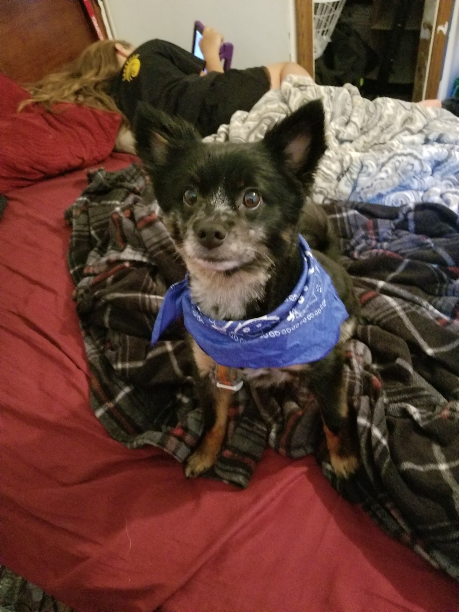 Doggy Depot Grooming Salon Clio