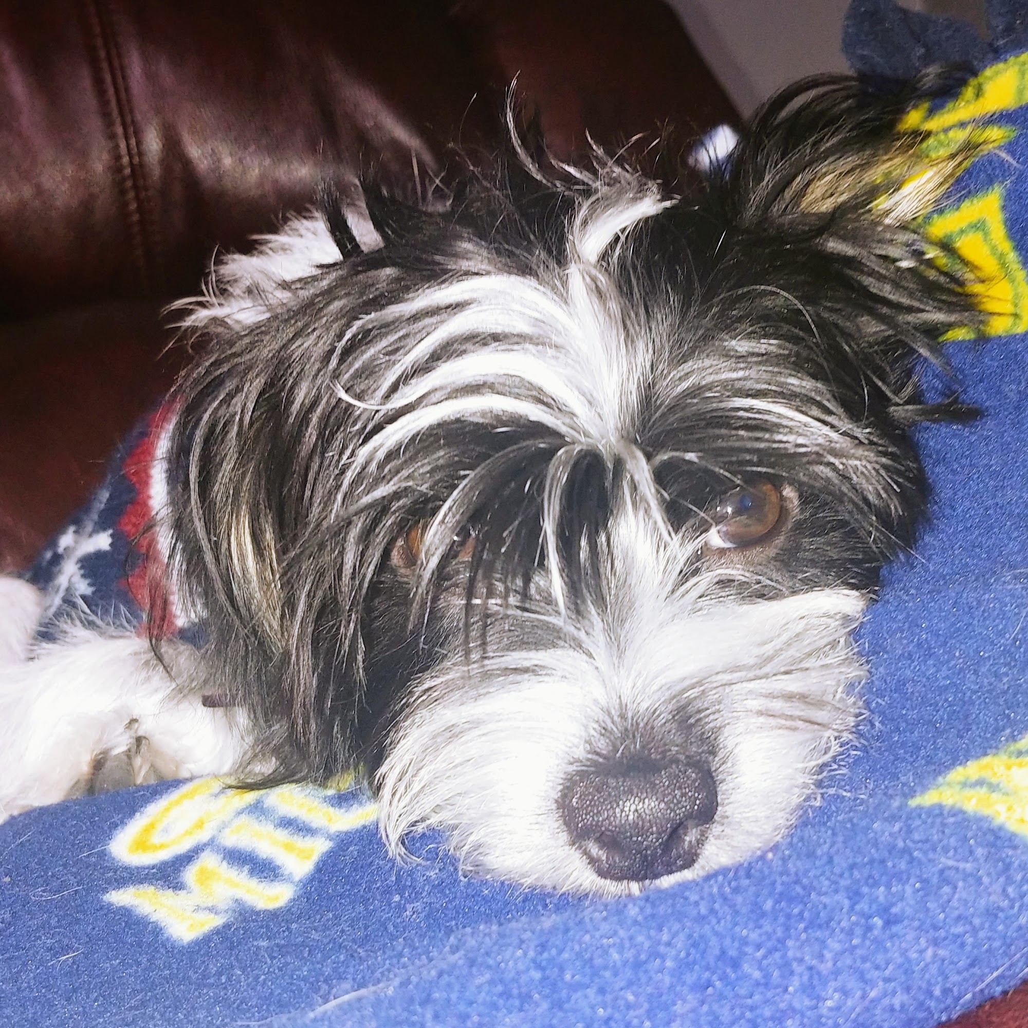 Doggy Depot Grooming Salon Clio