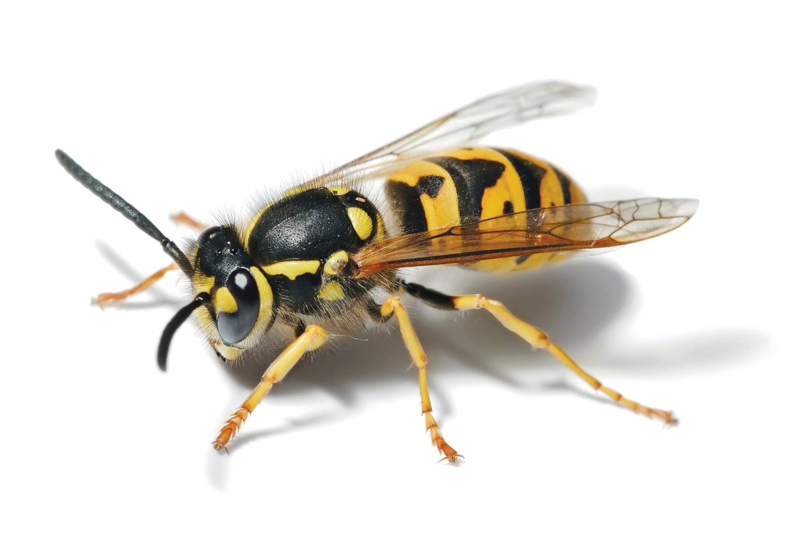 Dean's Pest Solutions