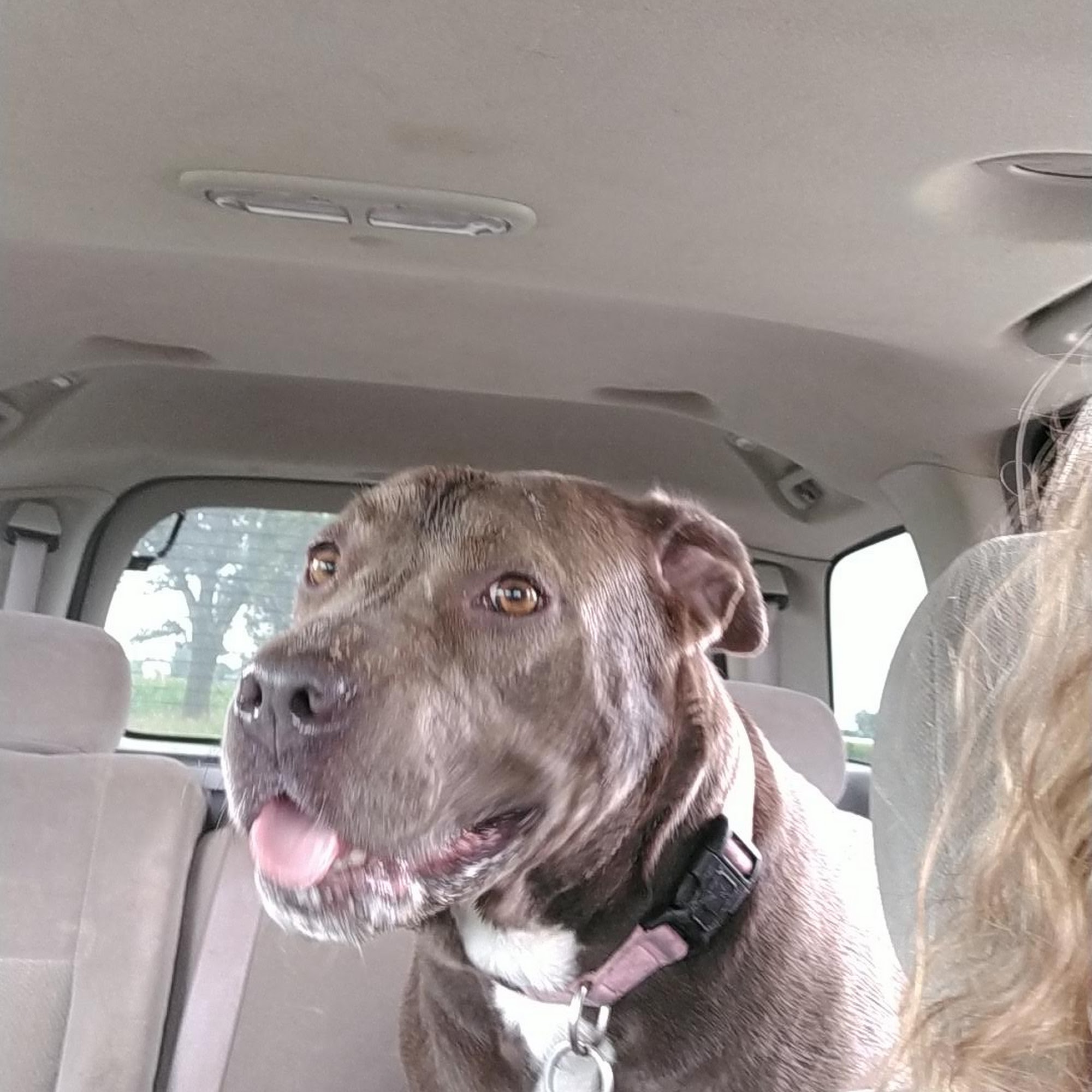 Golden Paws Coldwater