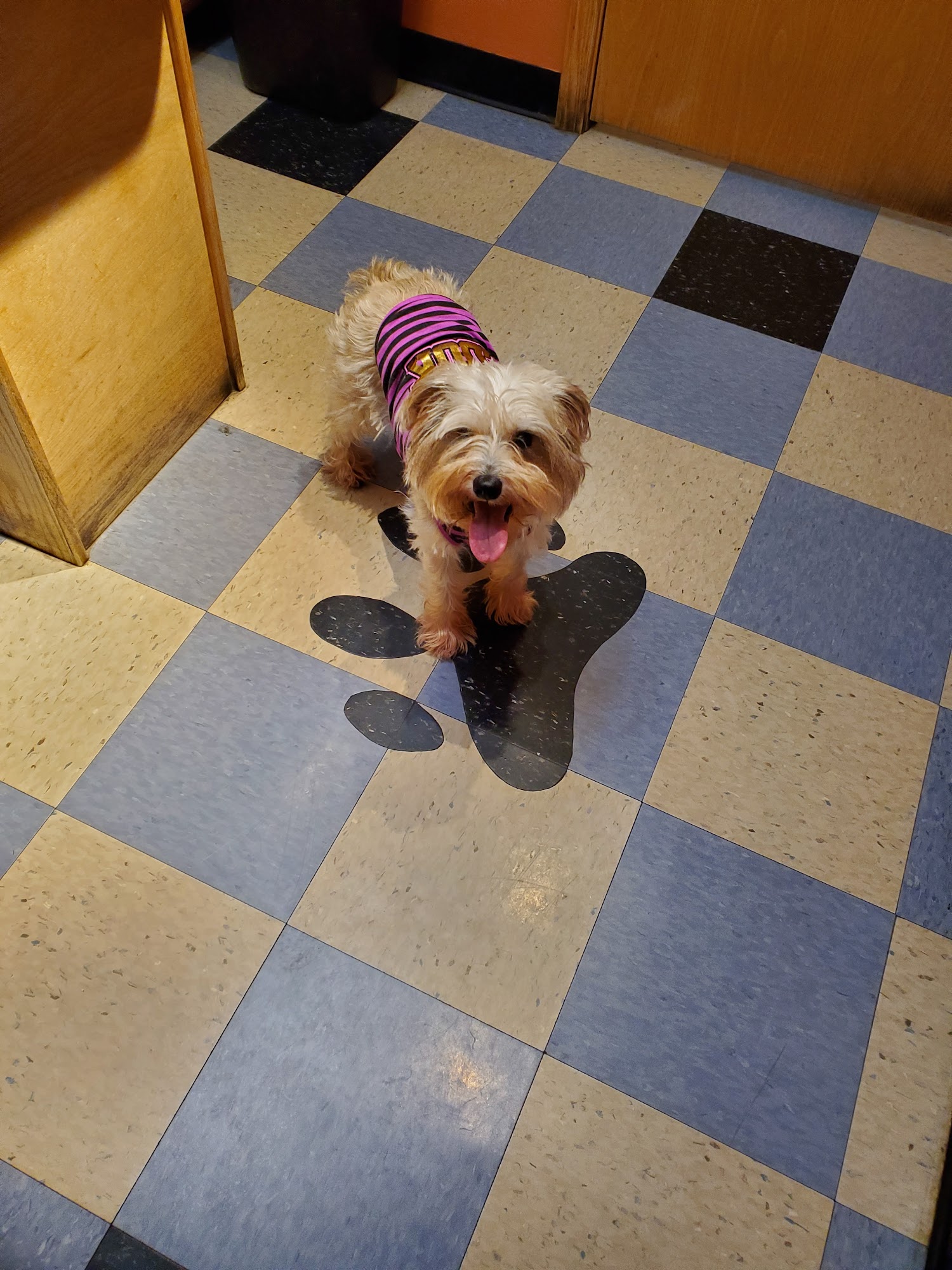 Wil-O-Paw Animal Hospital Coloma