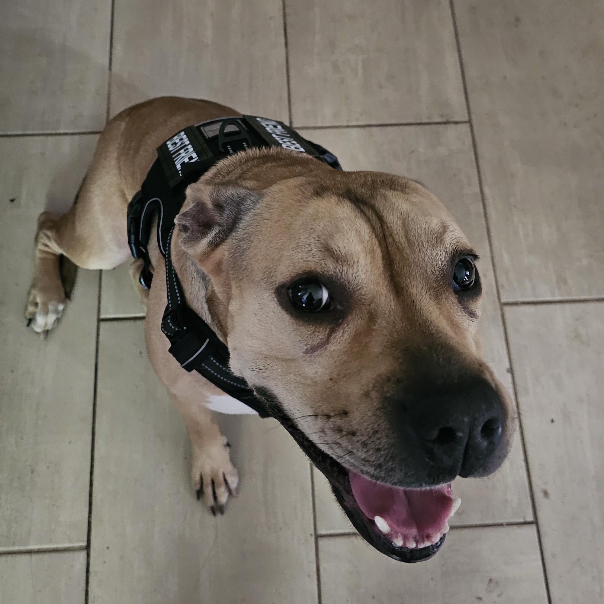 Wil-O-Paw Animal Hospital Coloma