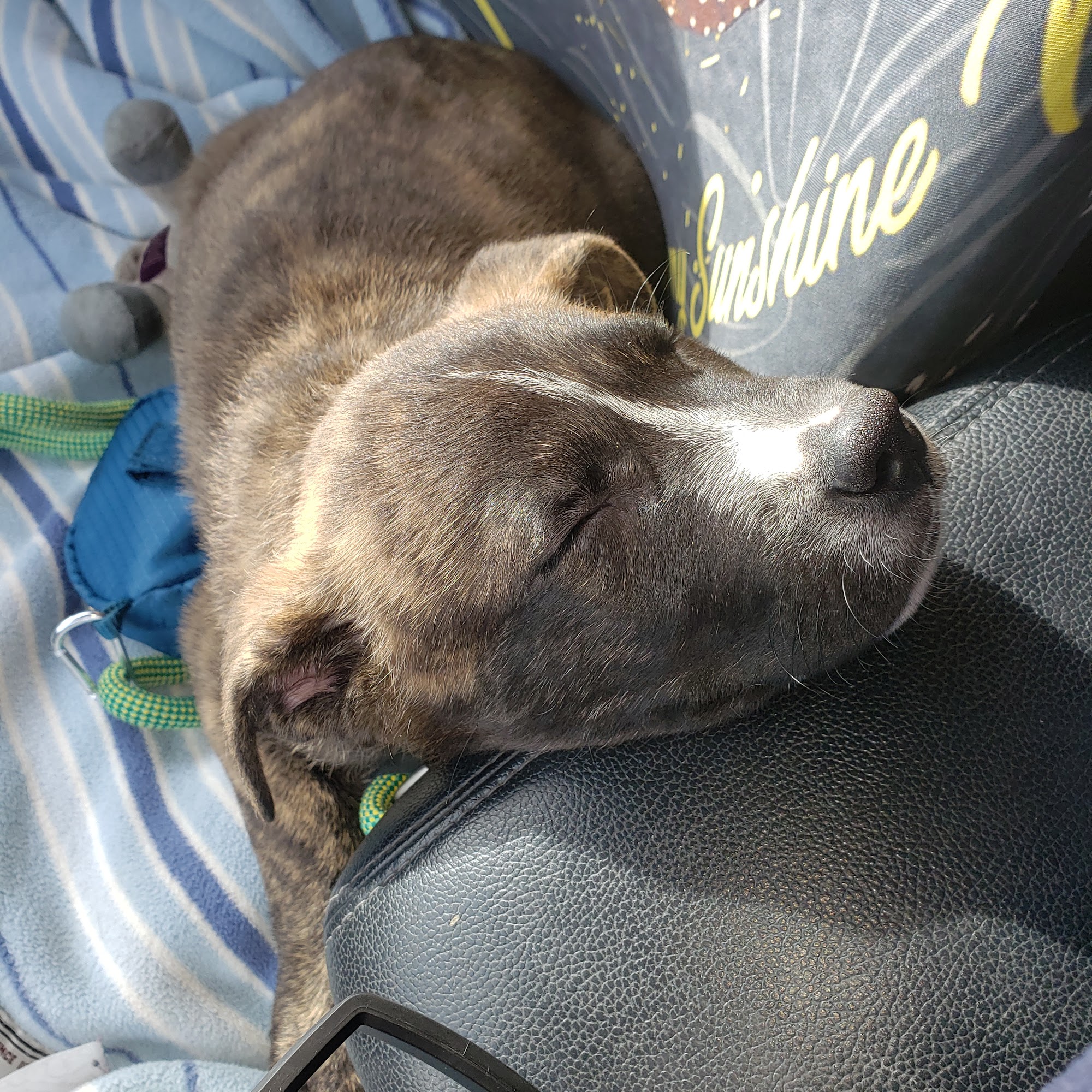 Arrow Pet Clinic Coloma