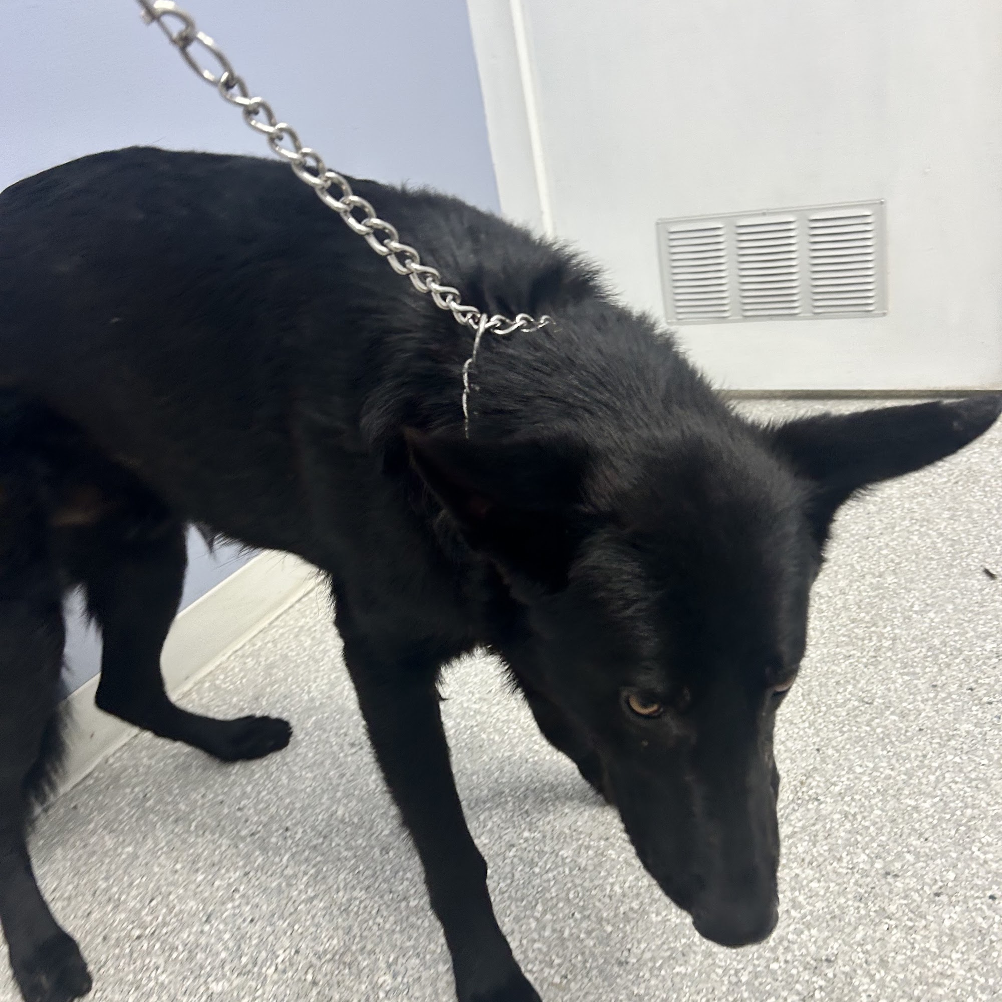 Lakeside Animal Hospital Commerce