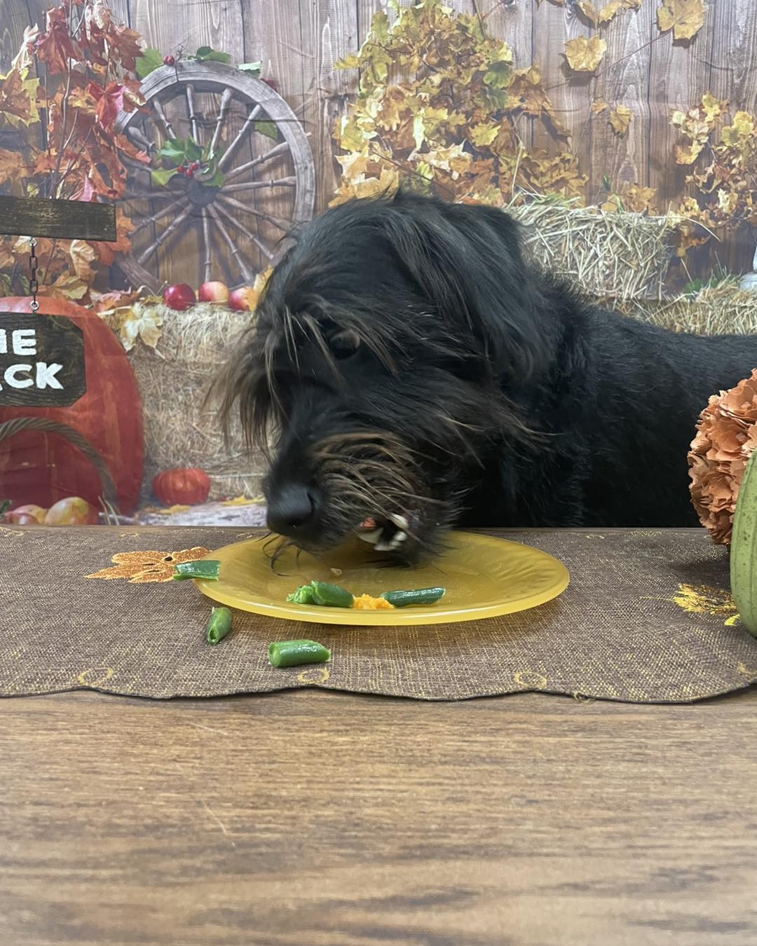 The Pack Restaurant and Bar Comstock Park