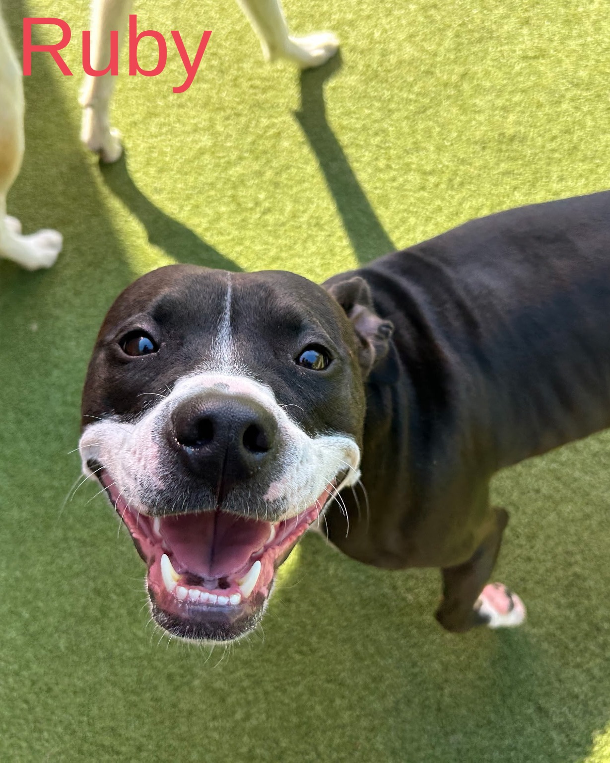 The Pack Restaurant and Bar Comstock Park