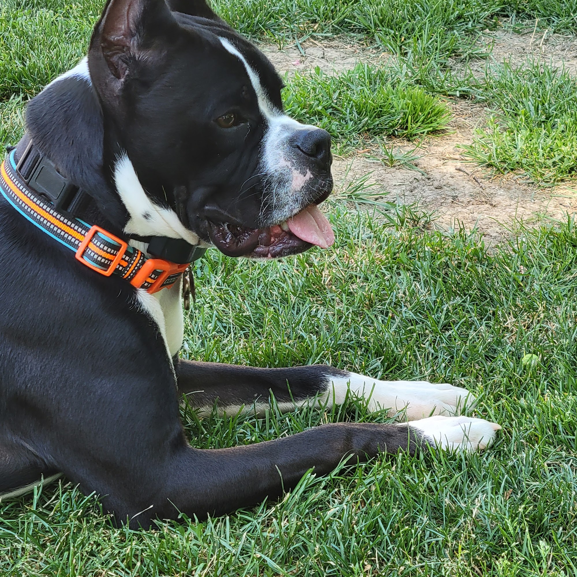 Joel Parraghi D.V.M. Croswell