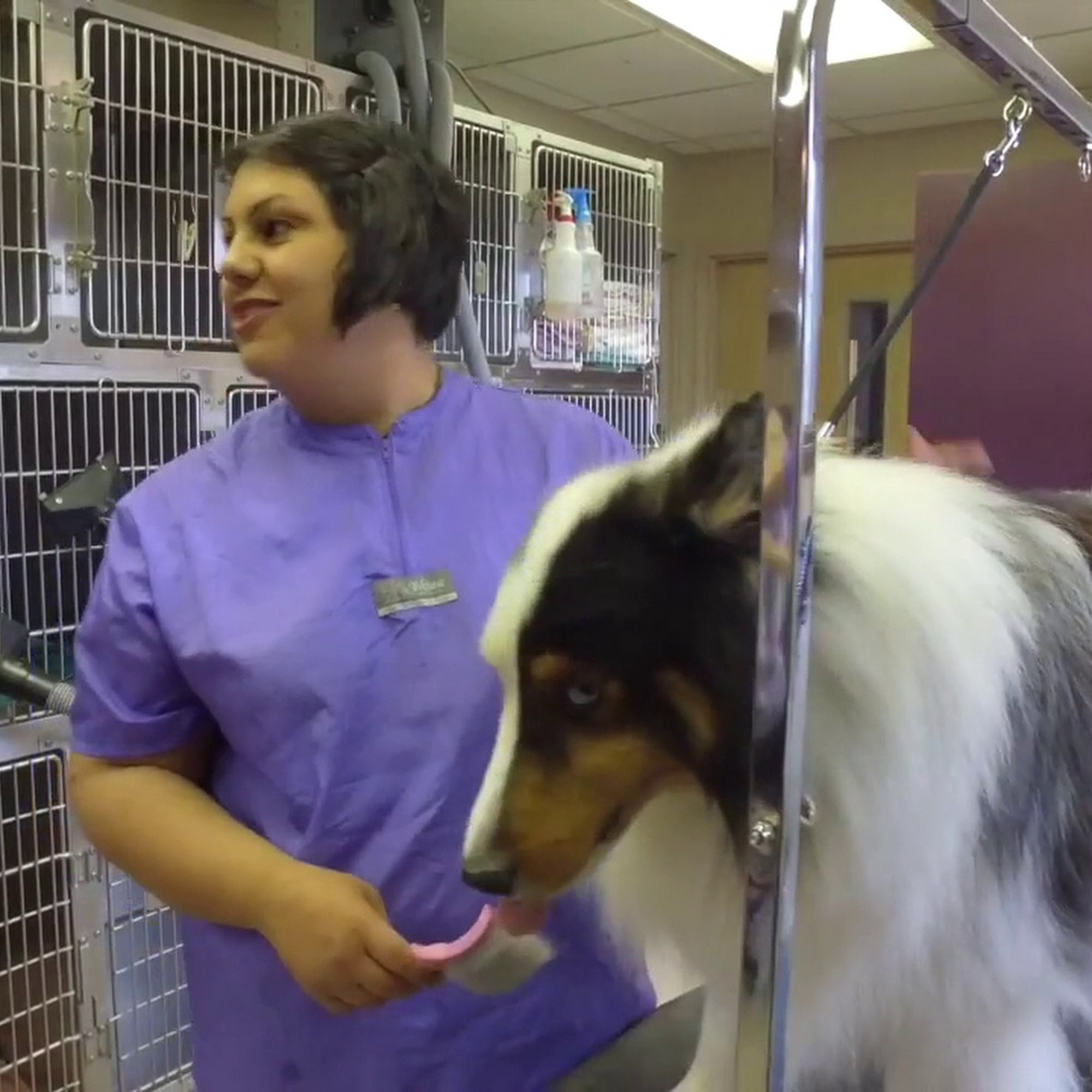 Pierson Pet Hospital Davison