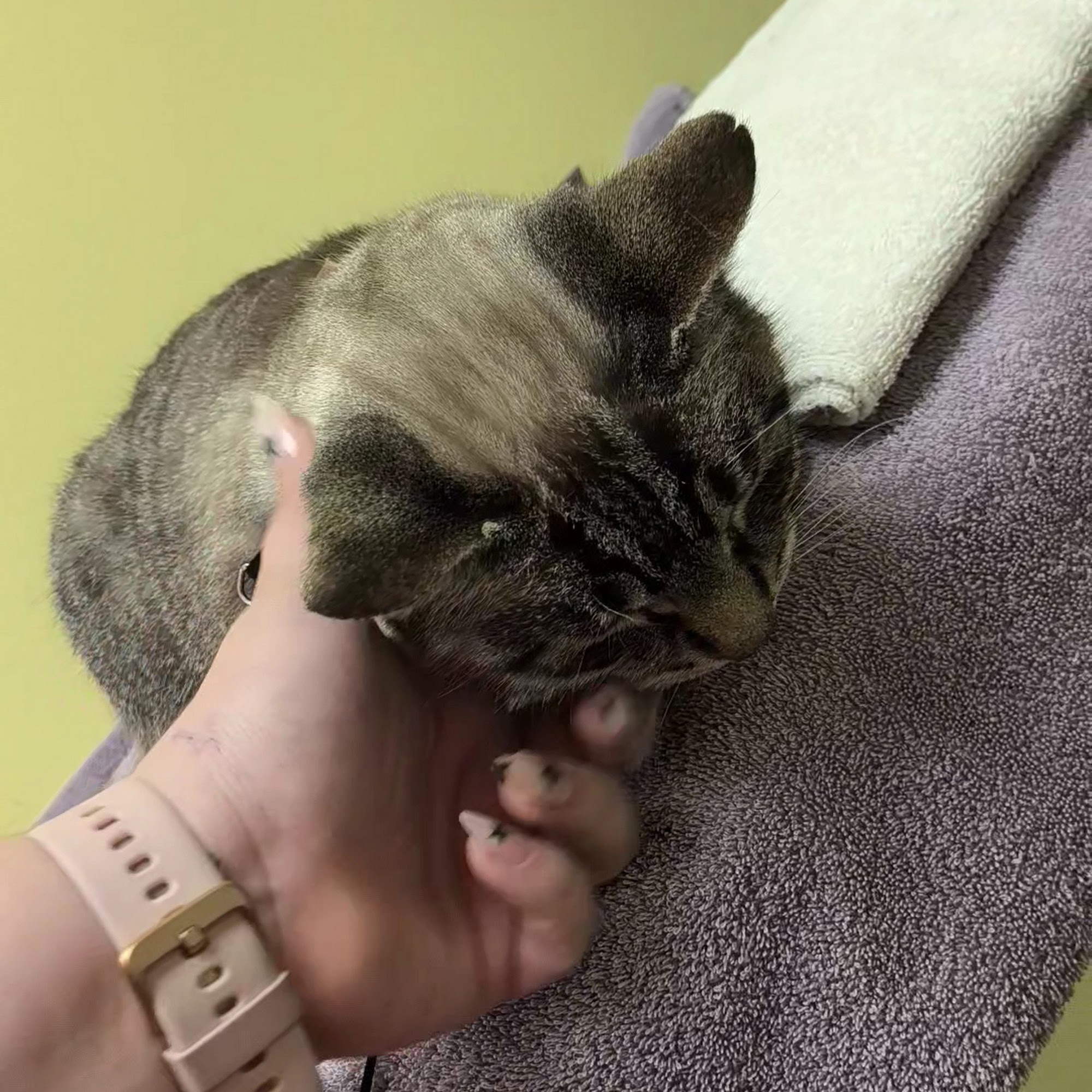 Dunckel Veterinary Hospital Davison