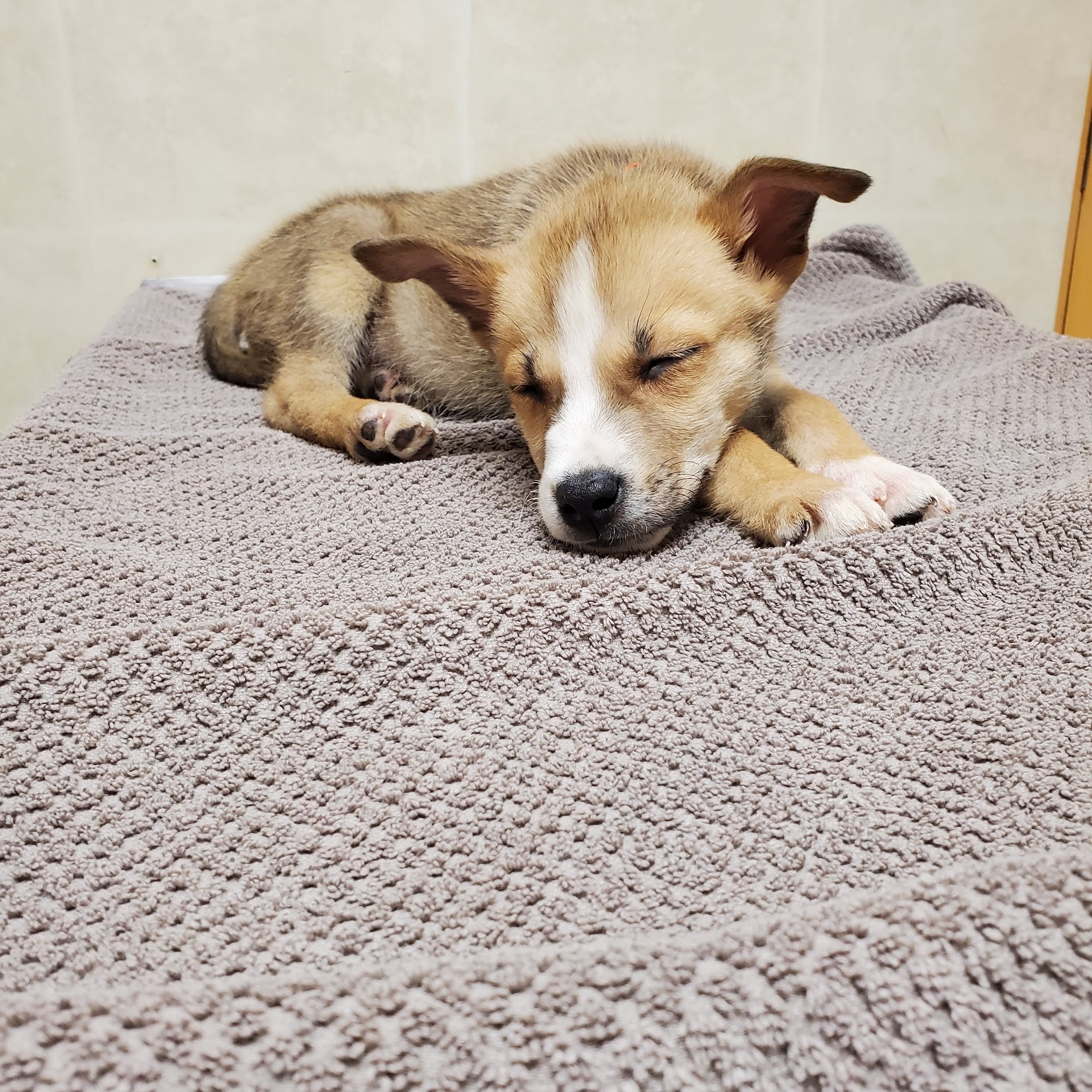 Davison Vet Integrated Care Davison