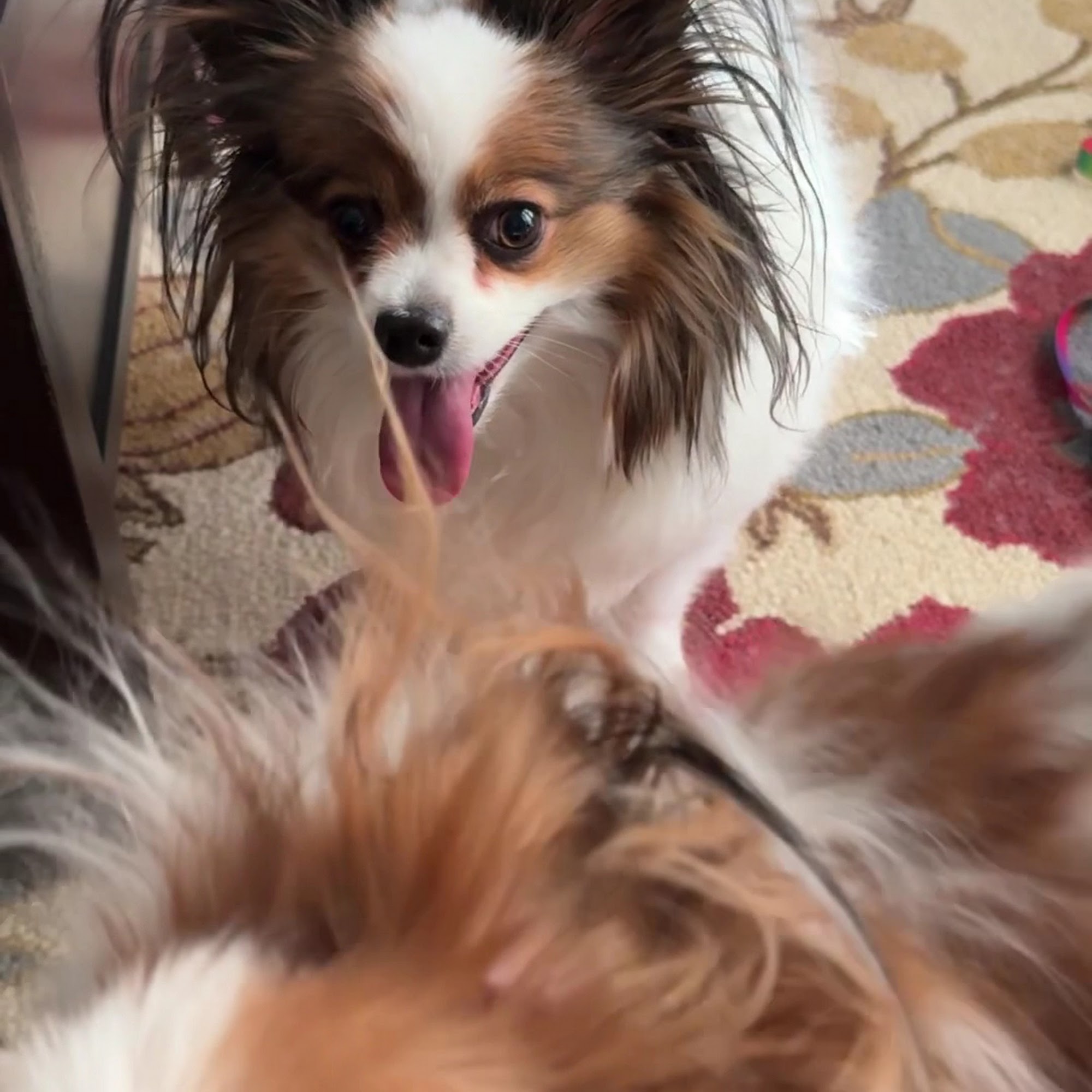 Caputo Animal Hospital Dearborn Heights