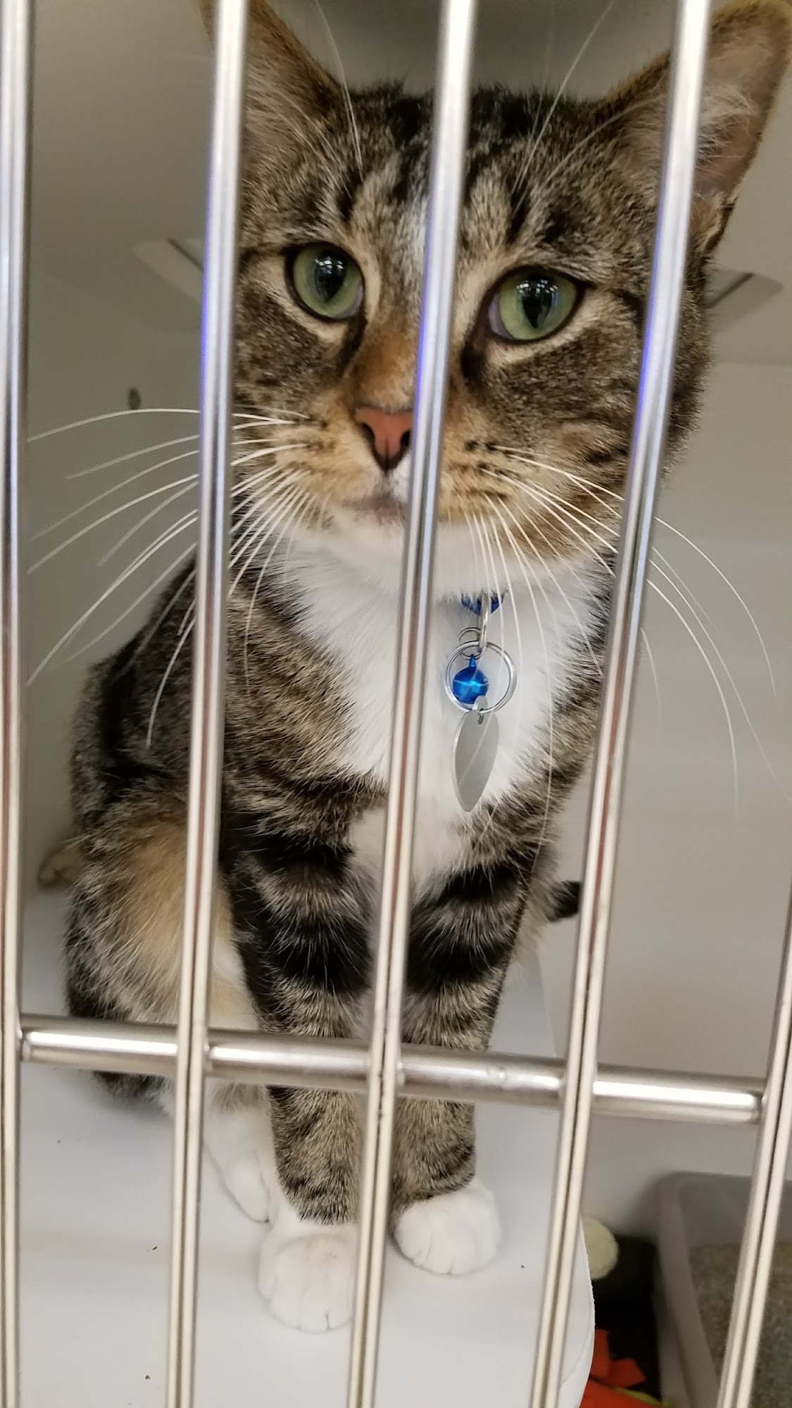 Pet Supplies Plus Dearborn Dearborn