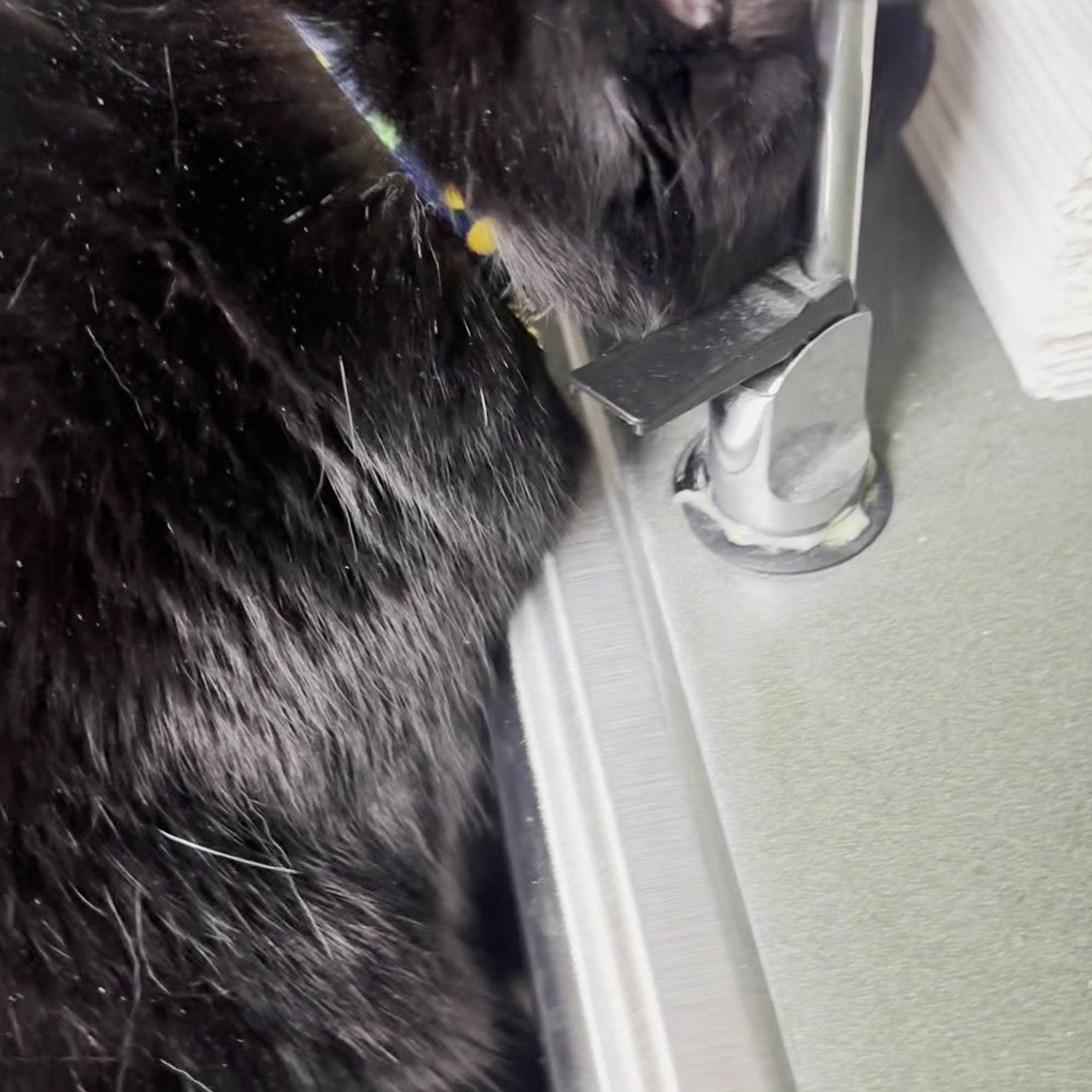 Dearborn Family Pet Care Dearborn