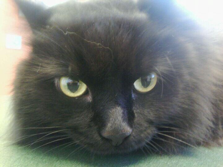 Dearborn Family Pet Care Dearborn