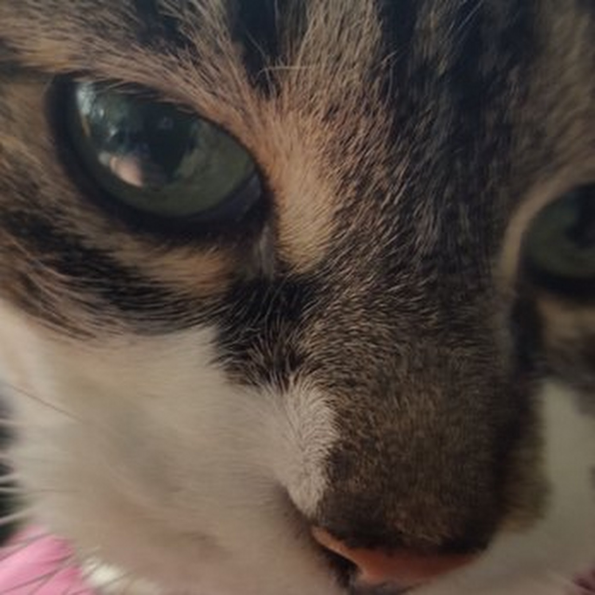 Four Paws Salon Inc. Dearborn