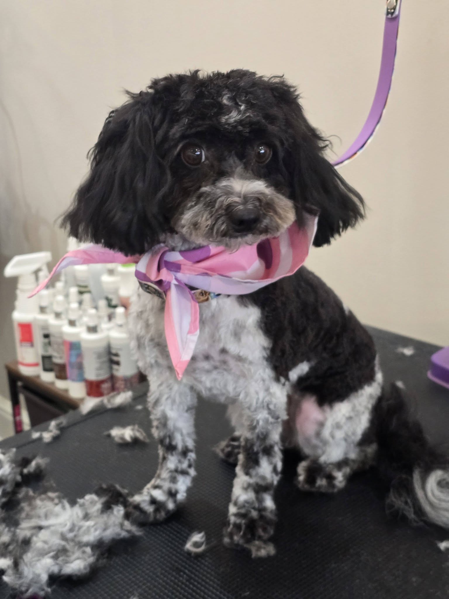 Paisley Park Pet Parlour Dearborn